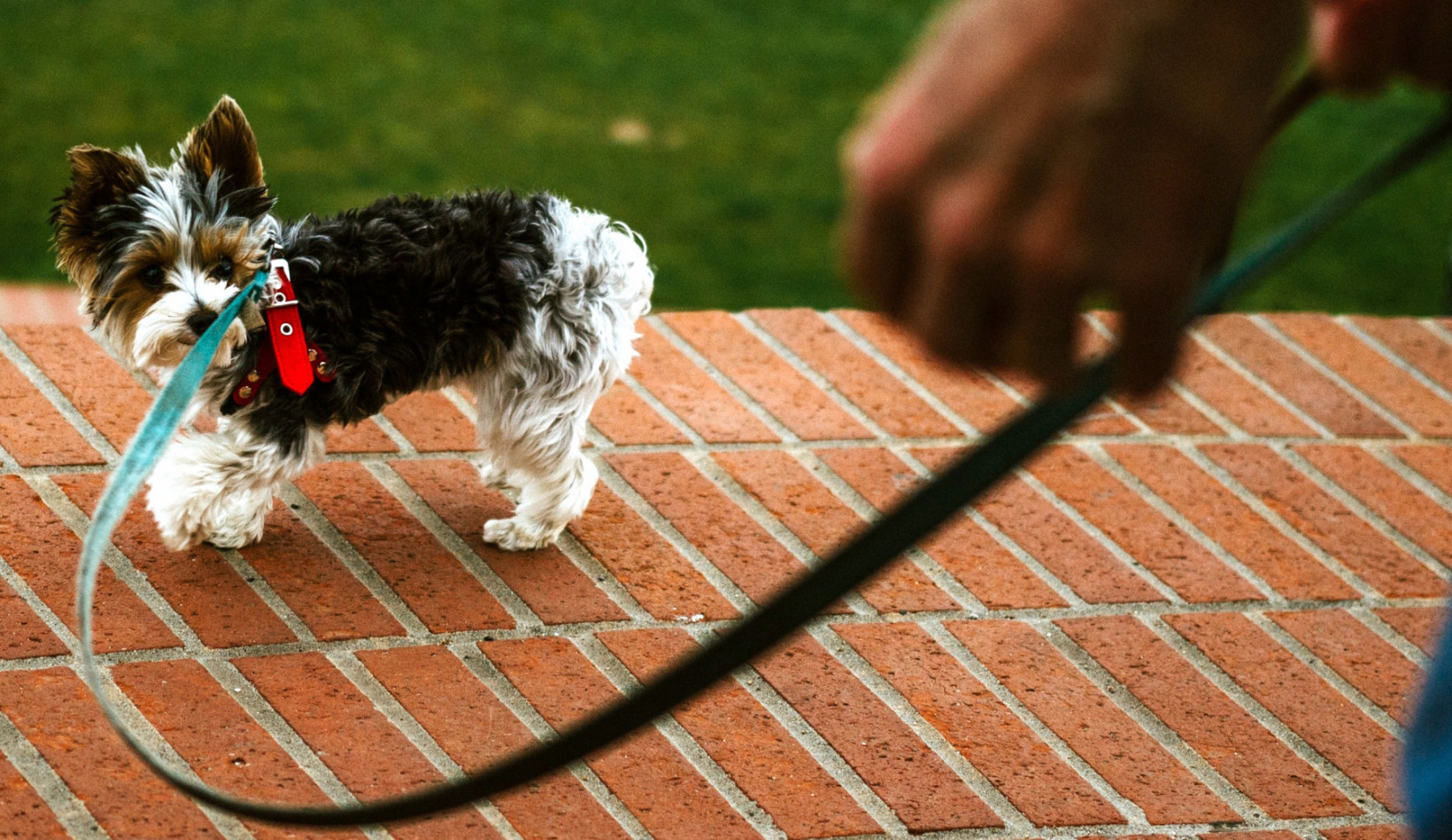 hond aan de riem