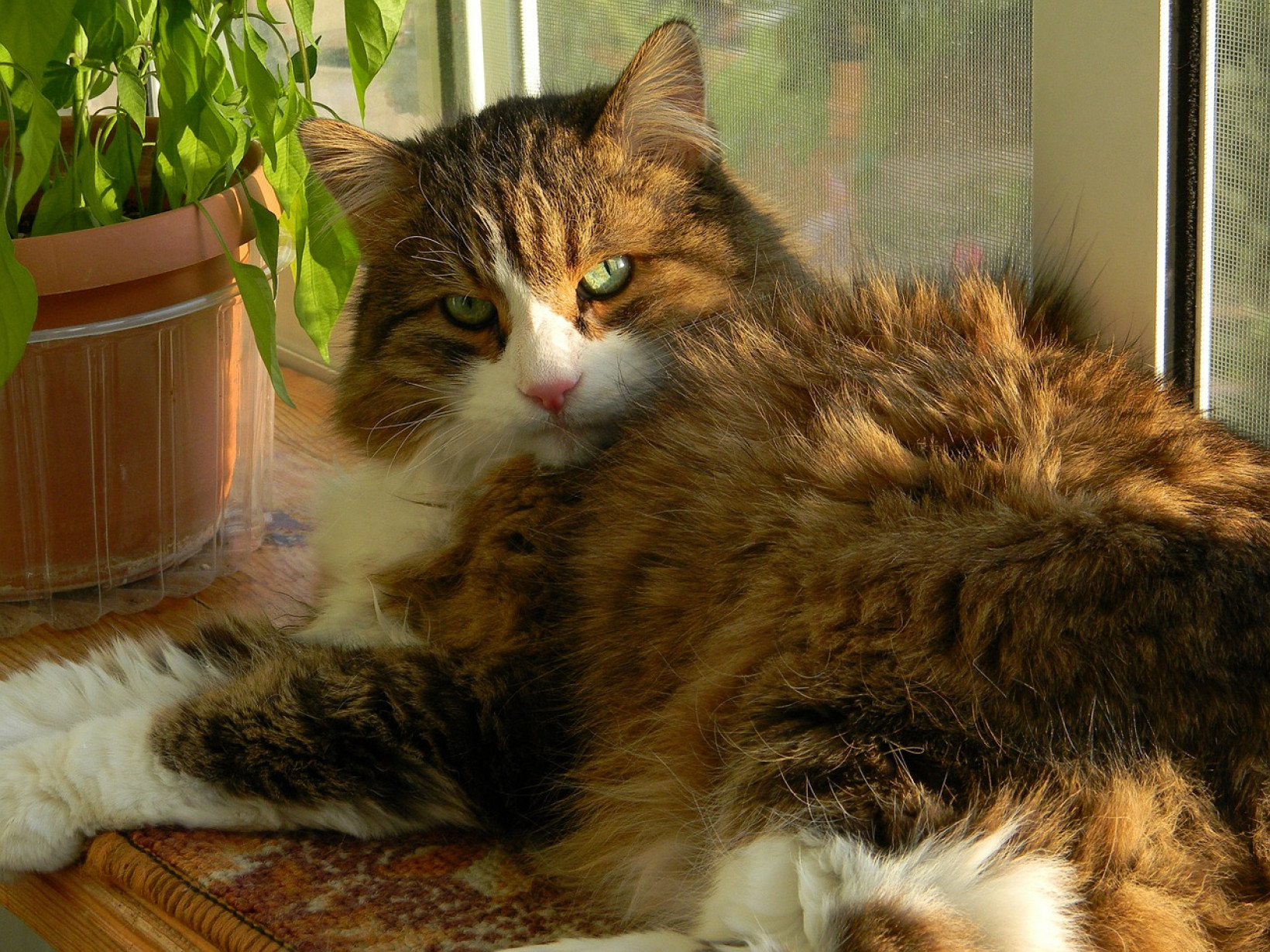 Kat naast plant in vensterbank 