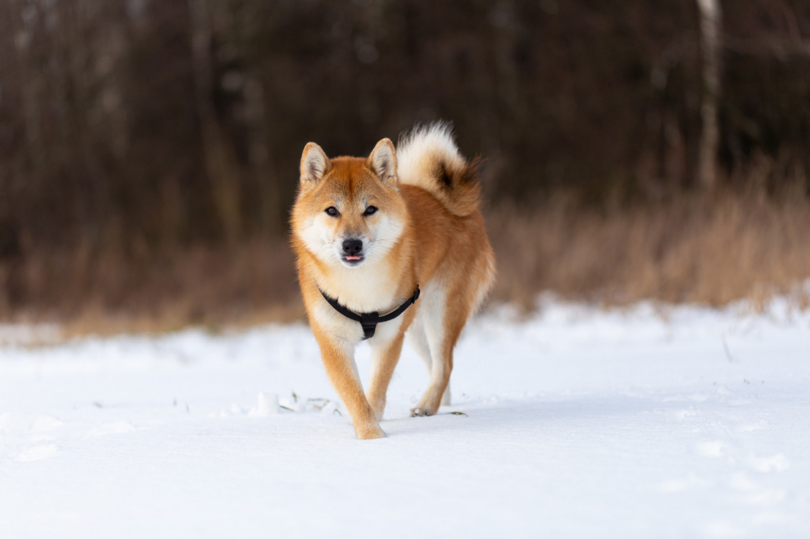 shiba inu adopteren