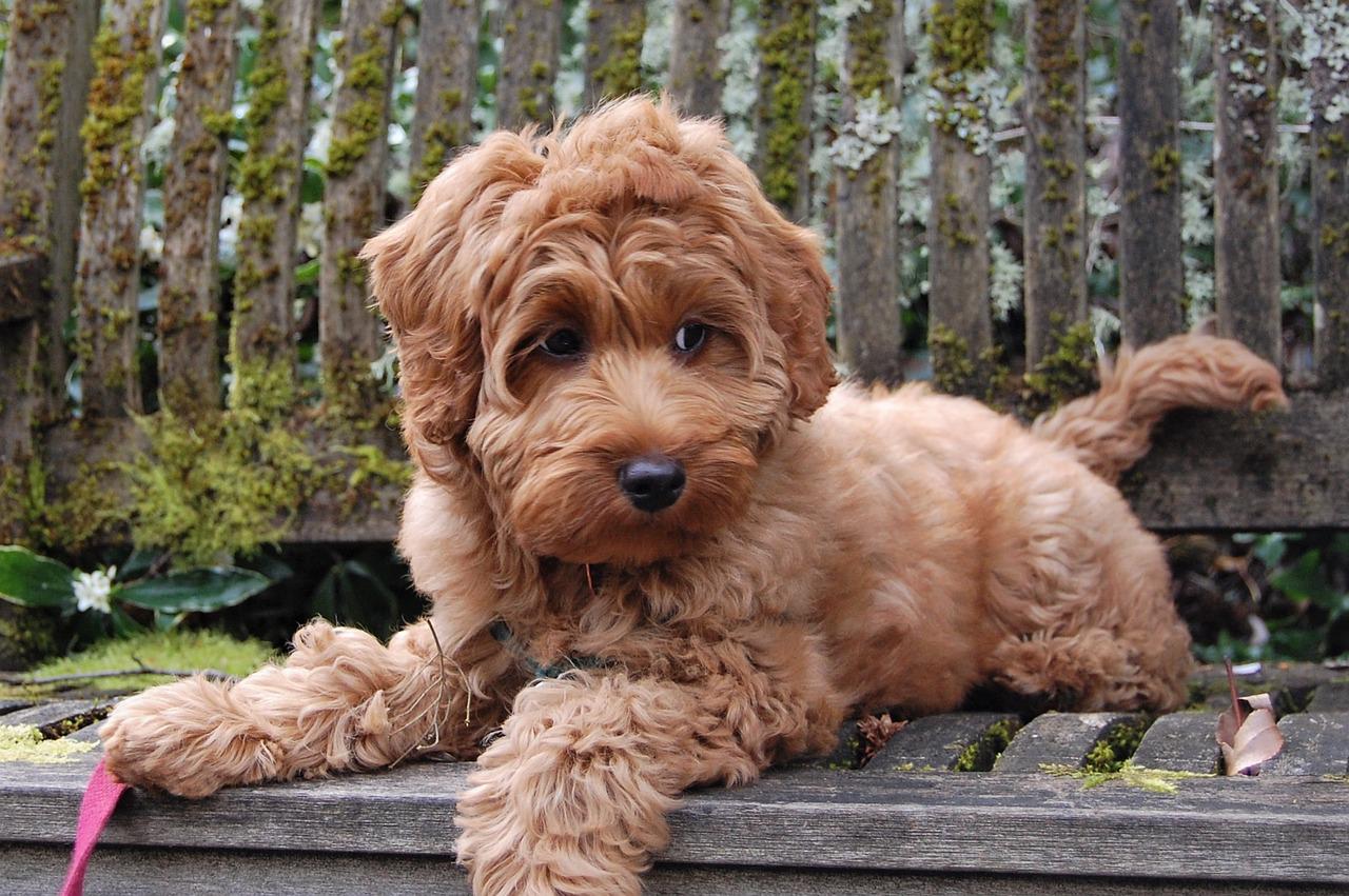 labradoodle pup