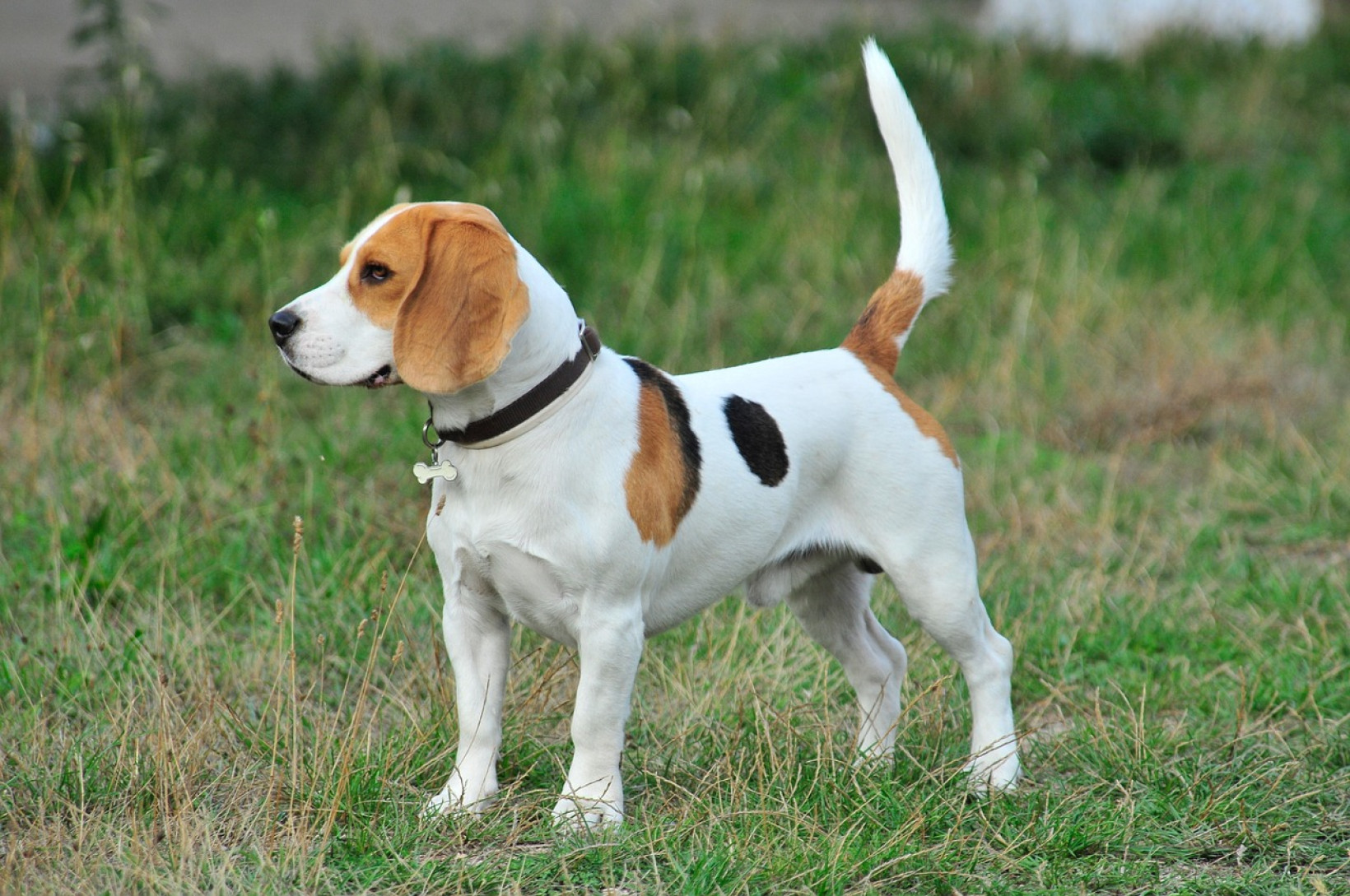 beagle herplaatsen