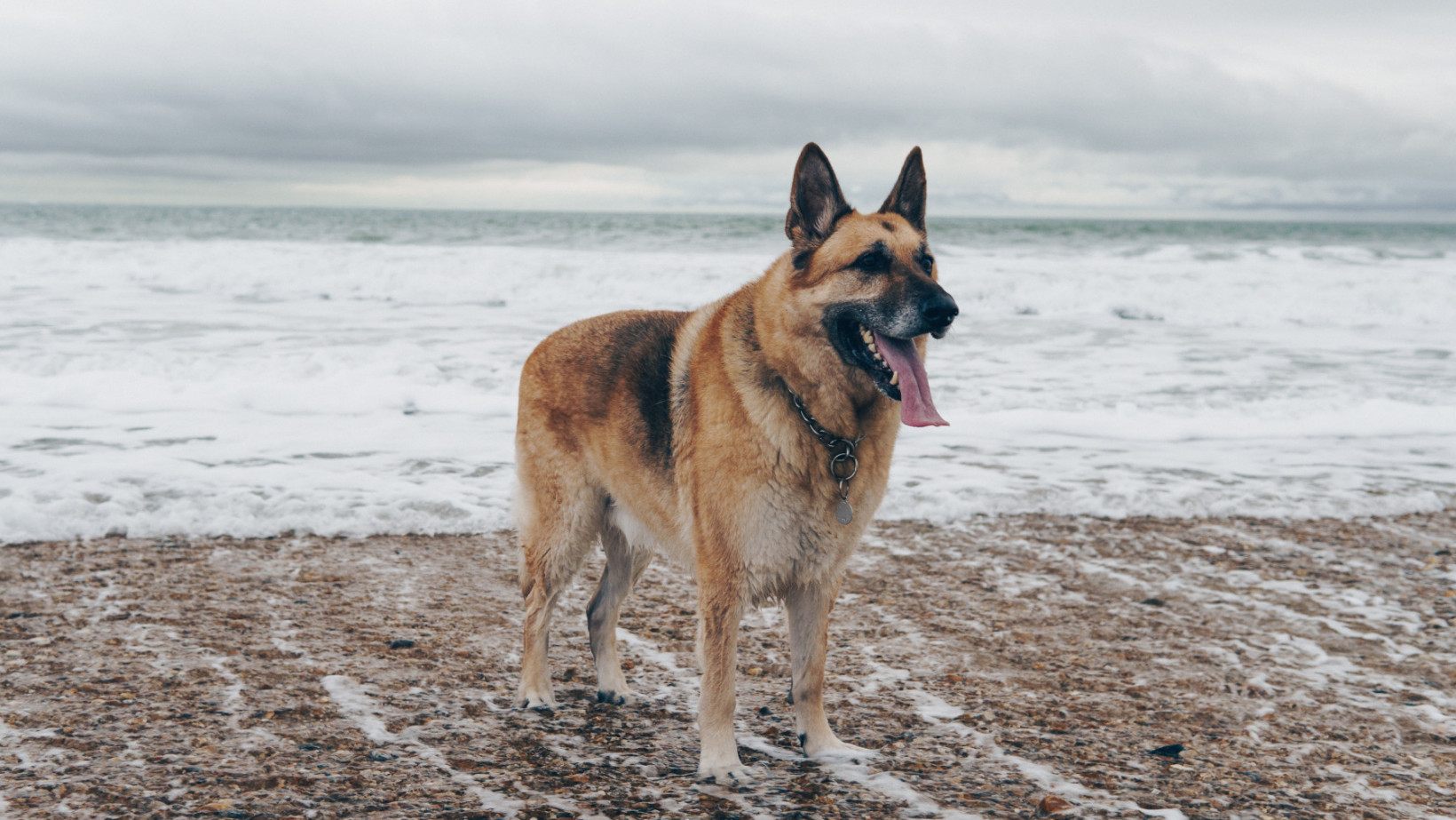 Duitse herder adopteren