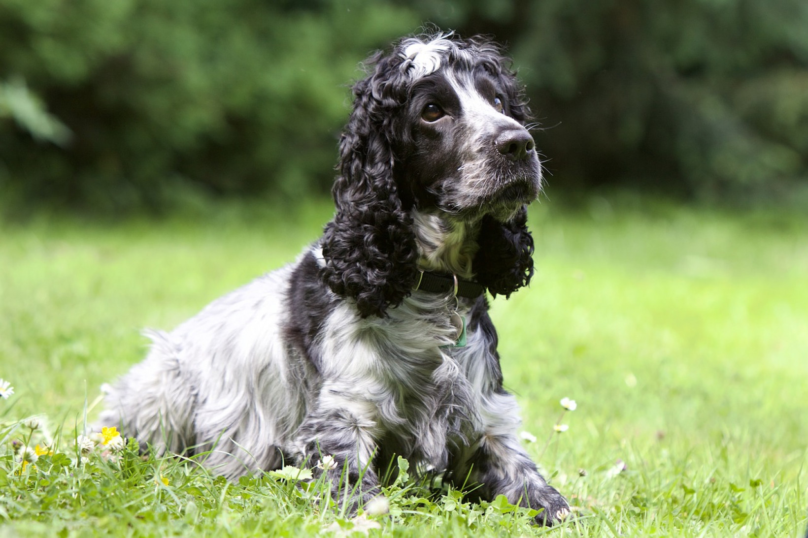 cocker spaniel herplaatsen