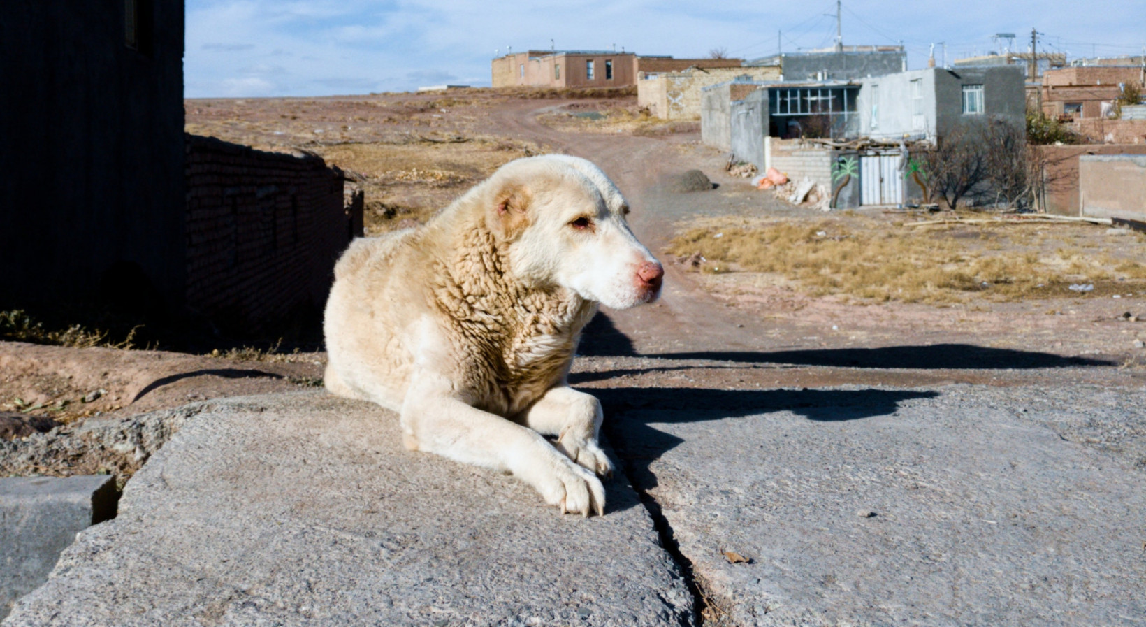 wanhoop niet verwant Fjord Buitenlandse hond eerst bij gastgezin plaatsen - Verhuisdieren.nl