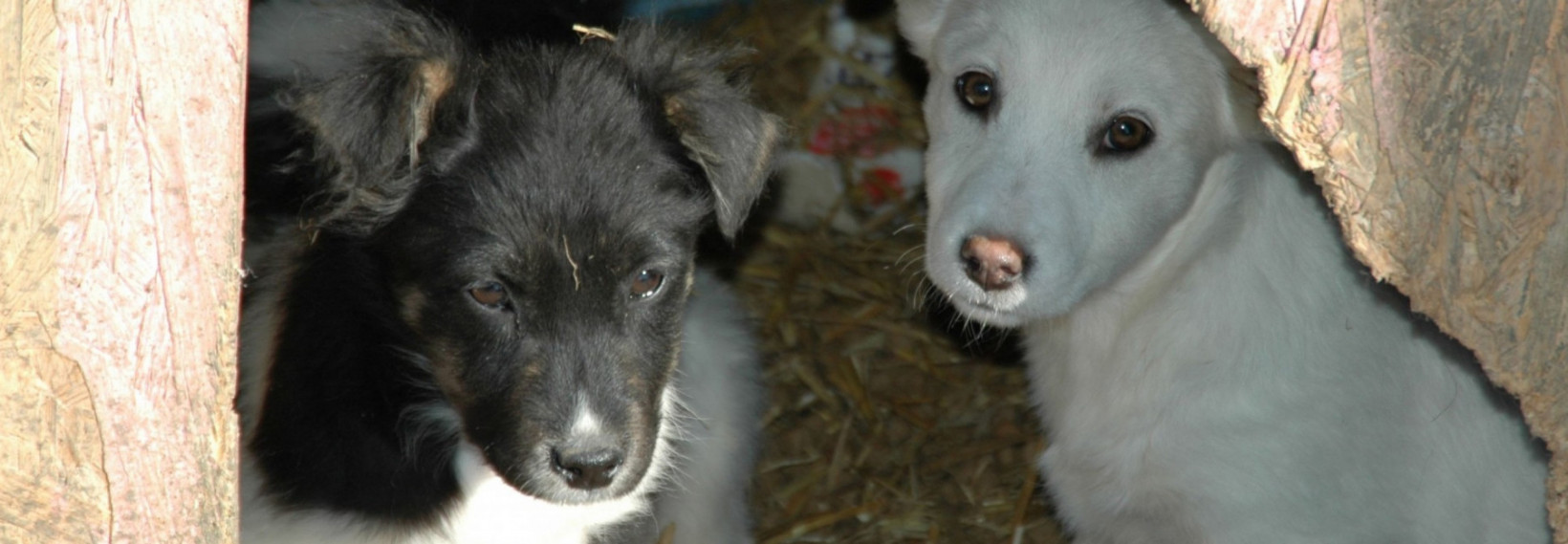 SOS Dogs Nederland - Verhuisdieren.nl