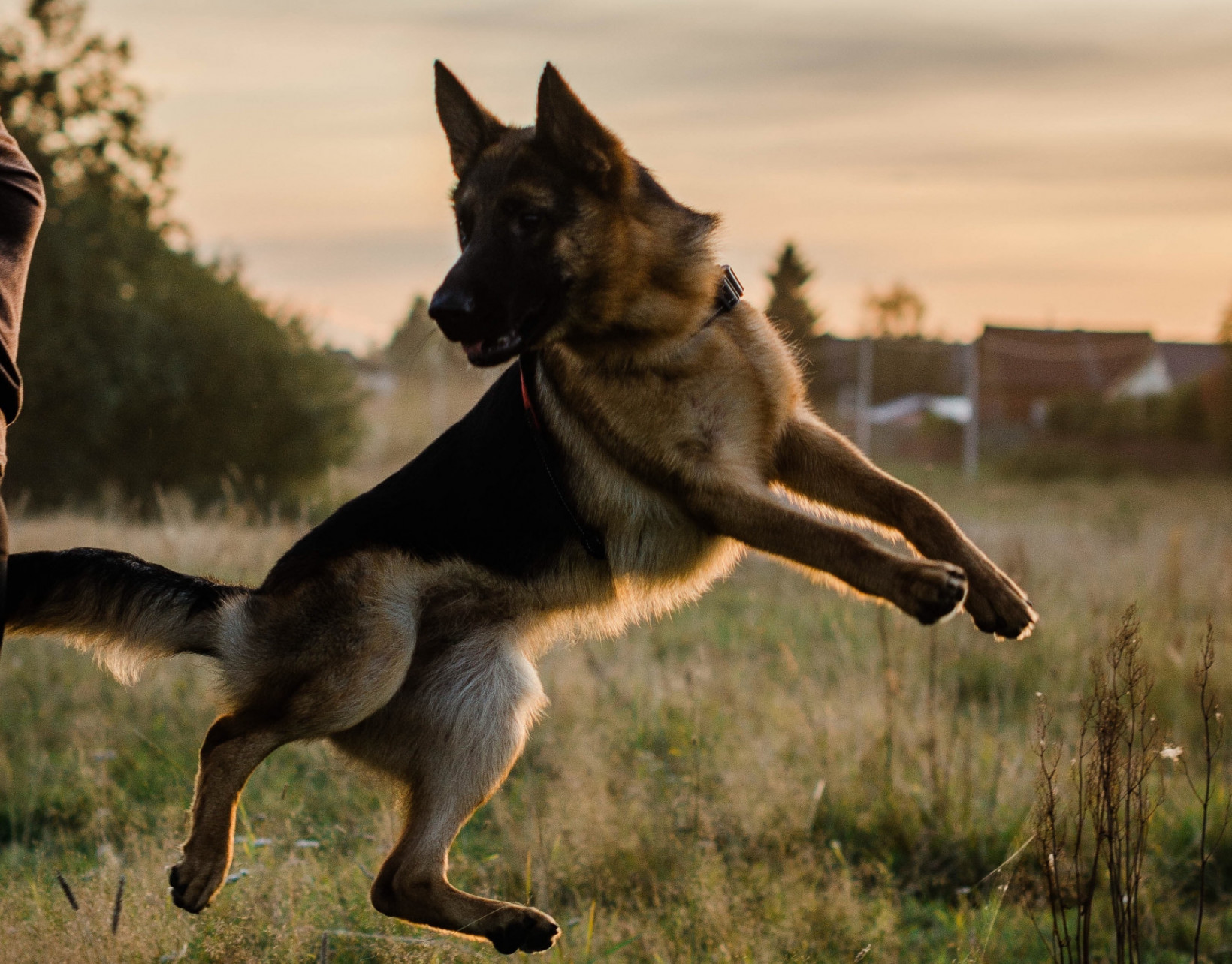 Actieve Duitse herder