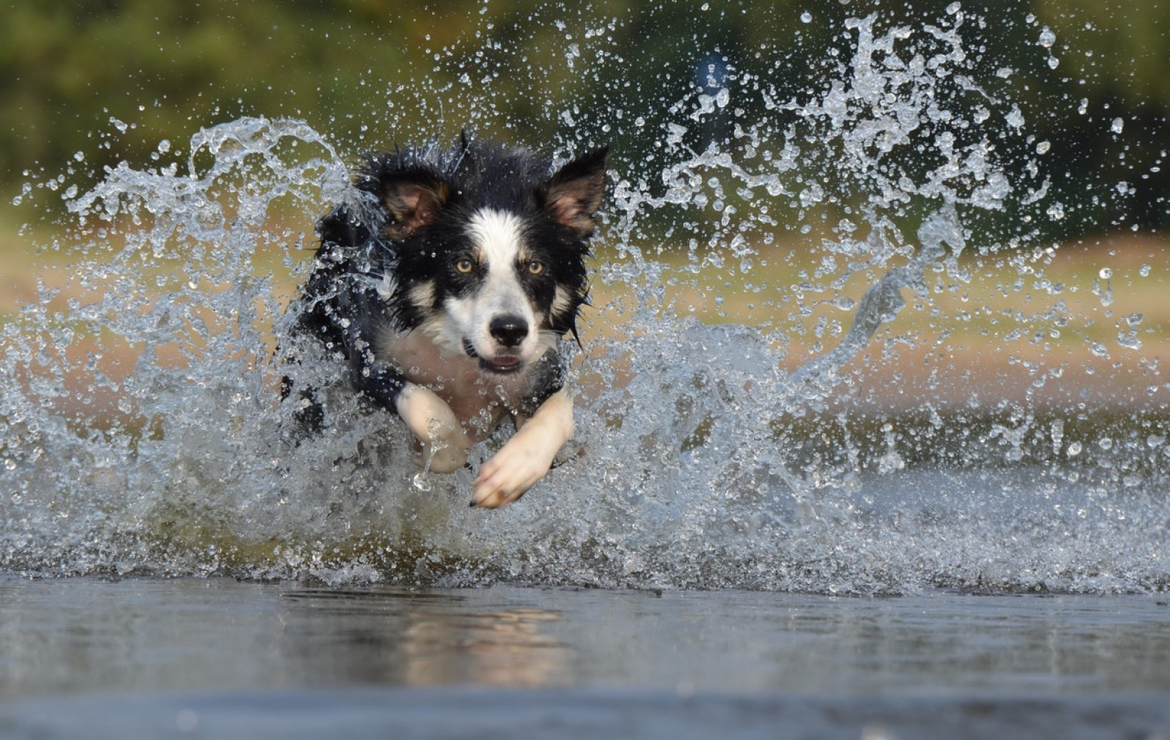 Bordern collie adopteren