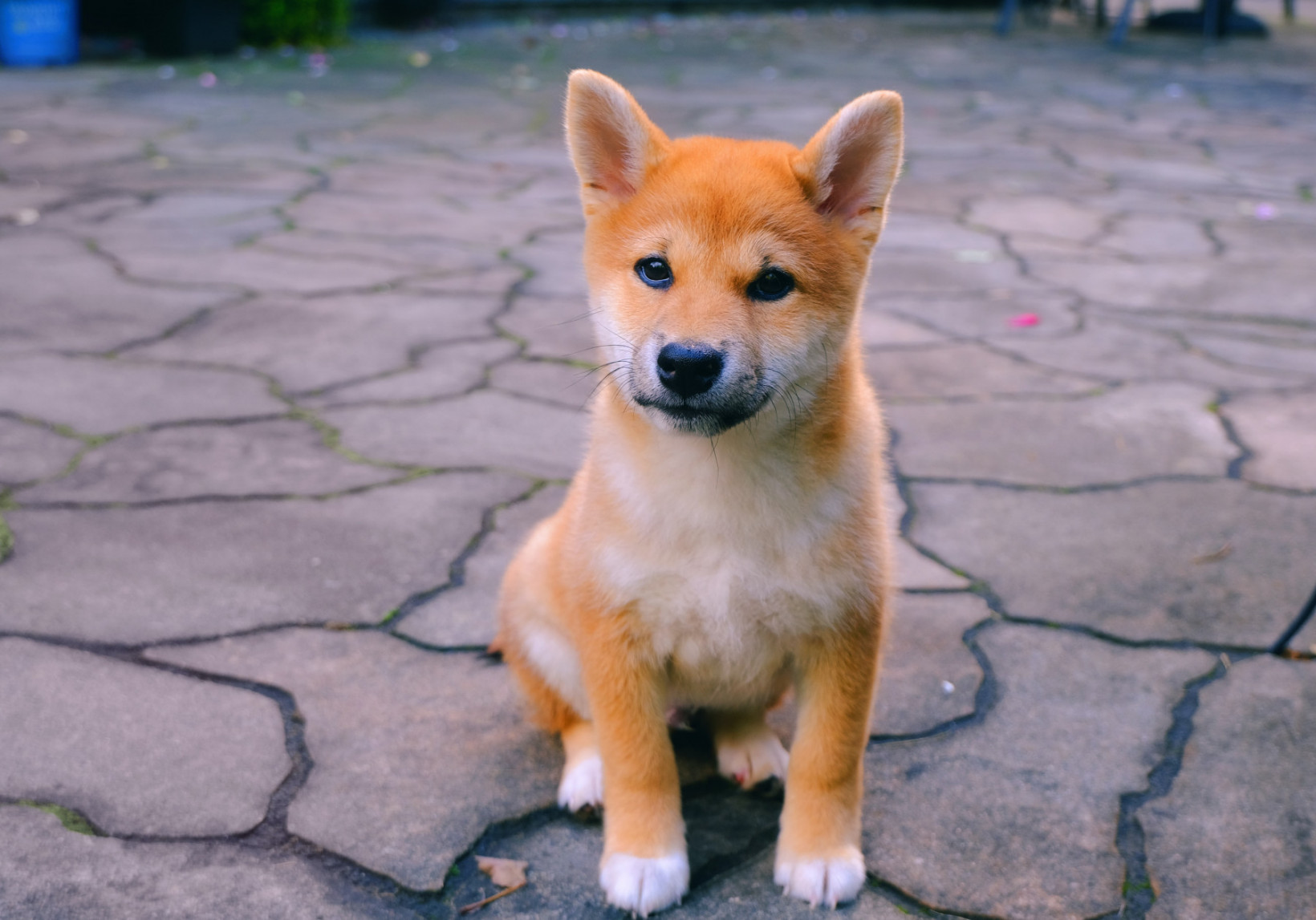Shiba Inu pup