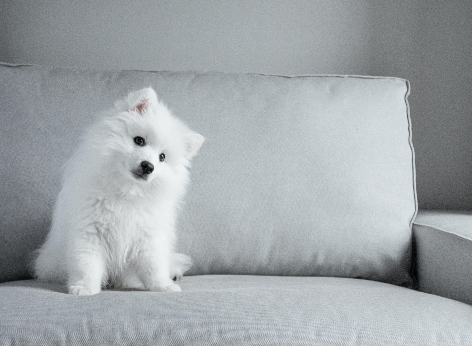 dwergkeeshond pomeriaan