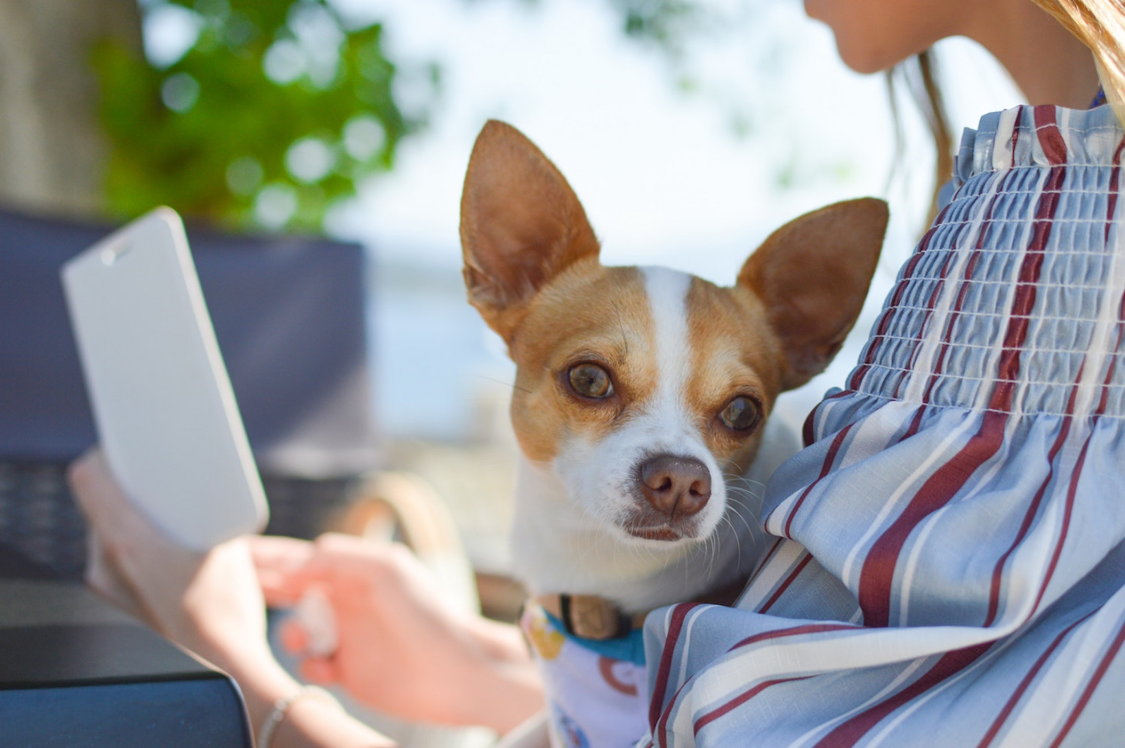 Chihuahua adopteren