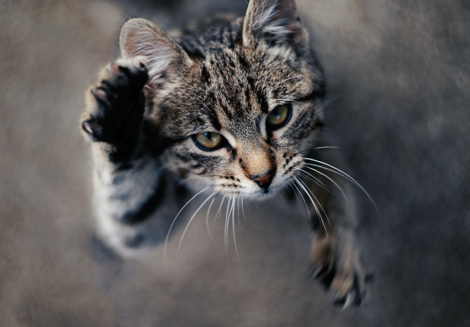 kat klikt niet met andere huisdieren