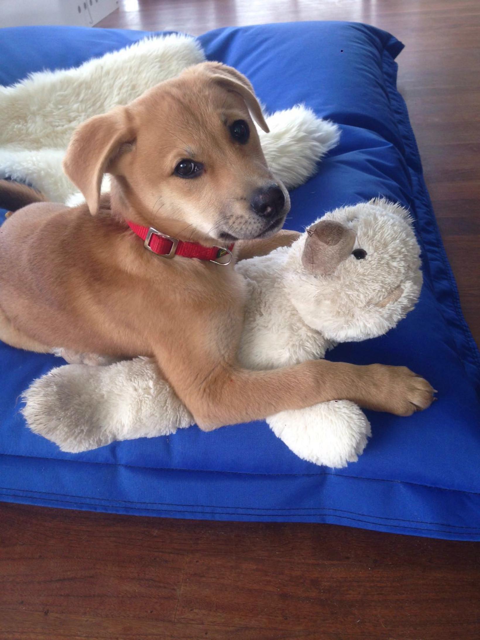 Pup of volwassen hond