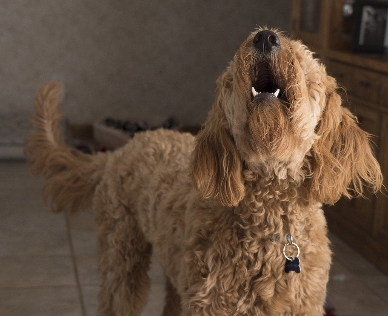 hond blaft veel