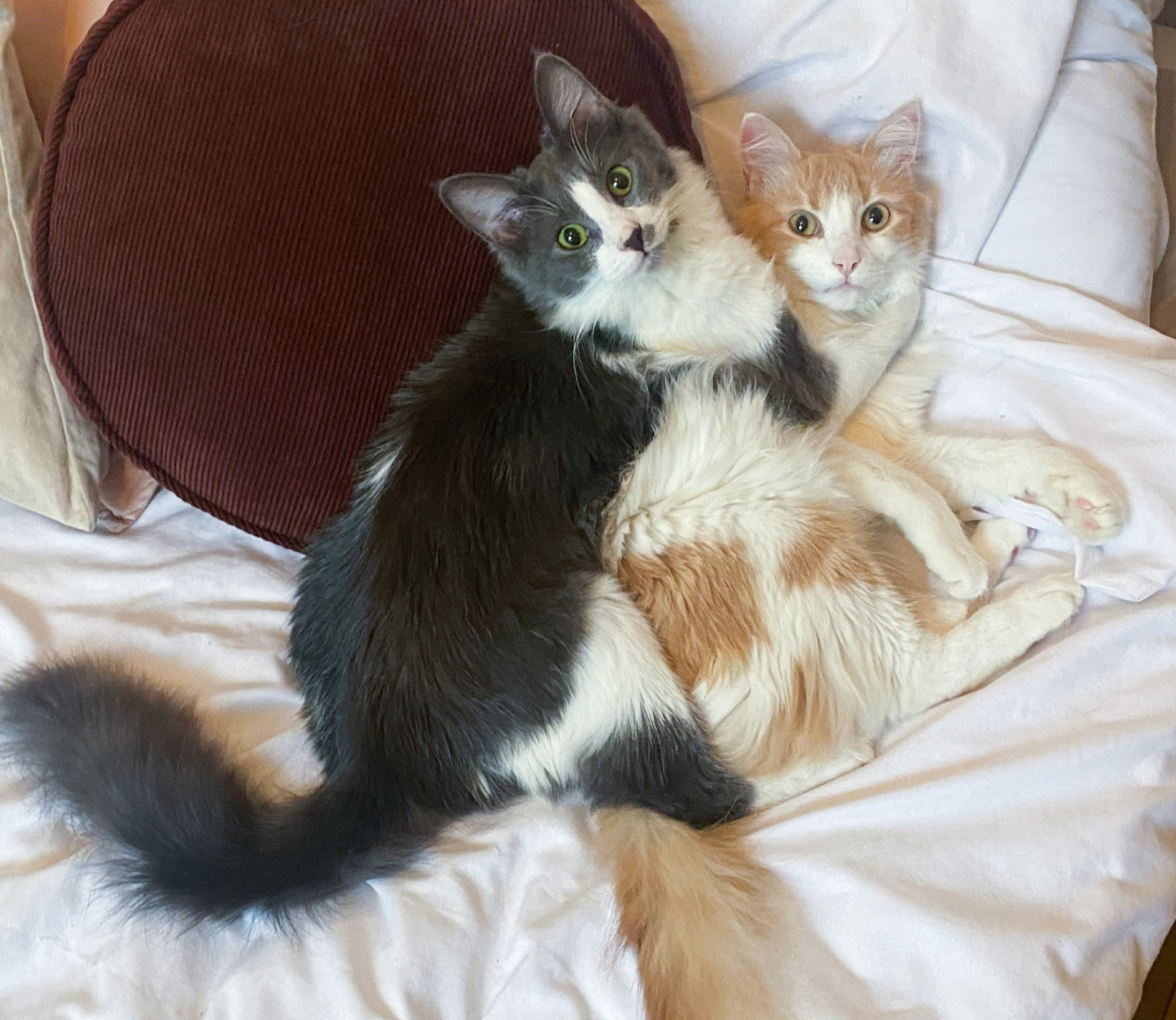 Katten Lynn en Ollie van ambassadeur Laura Brijde