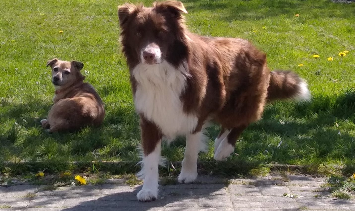 verhuishond Bailey