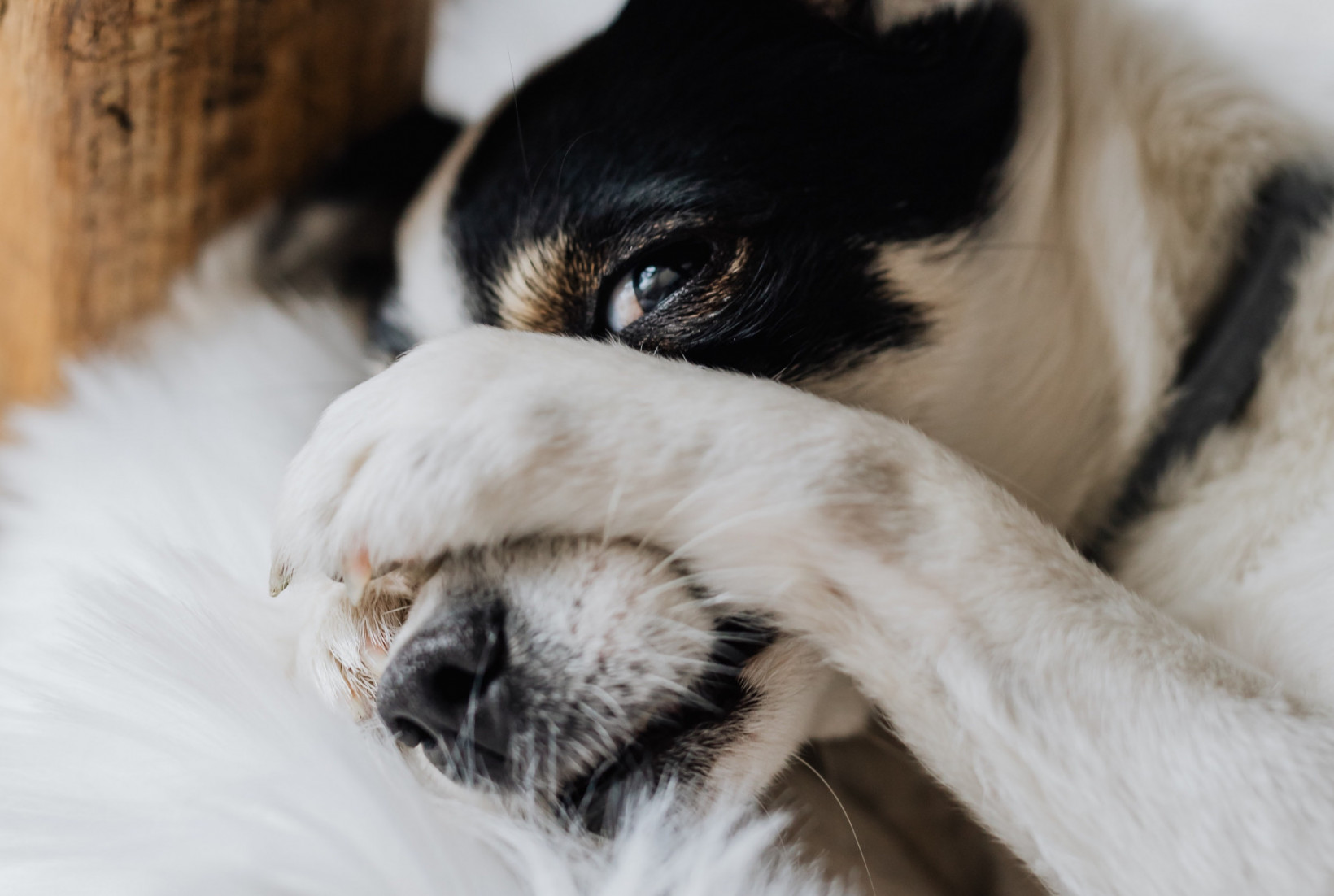Winderigheid bij honden