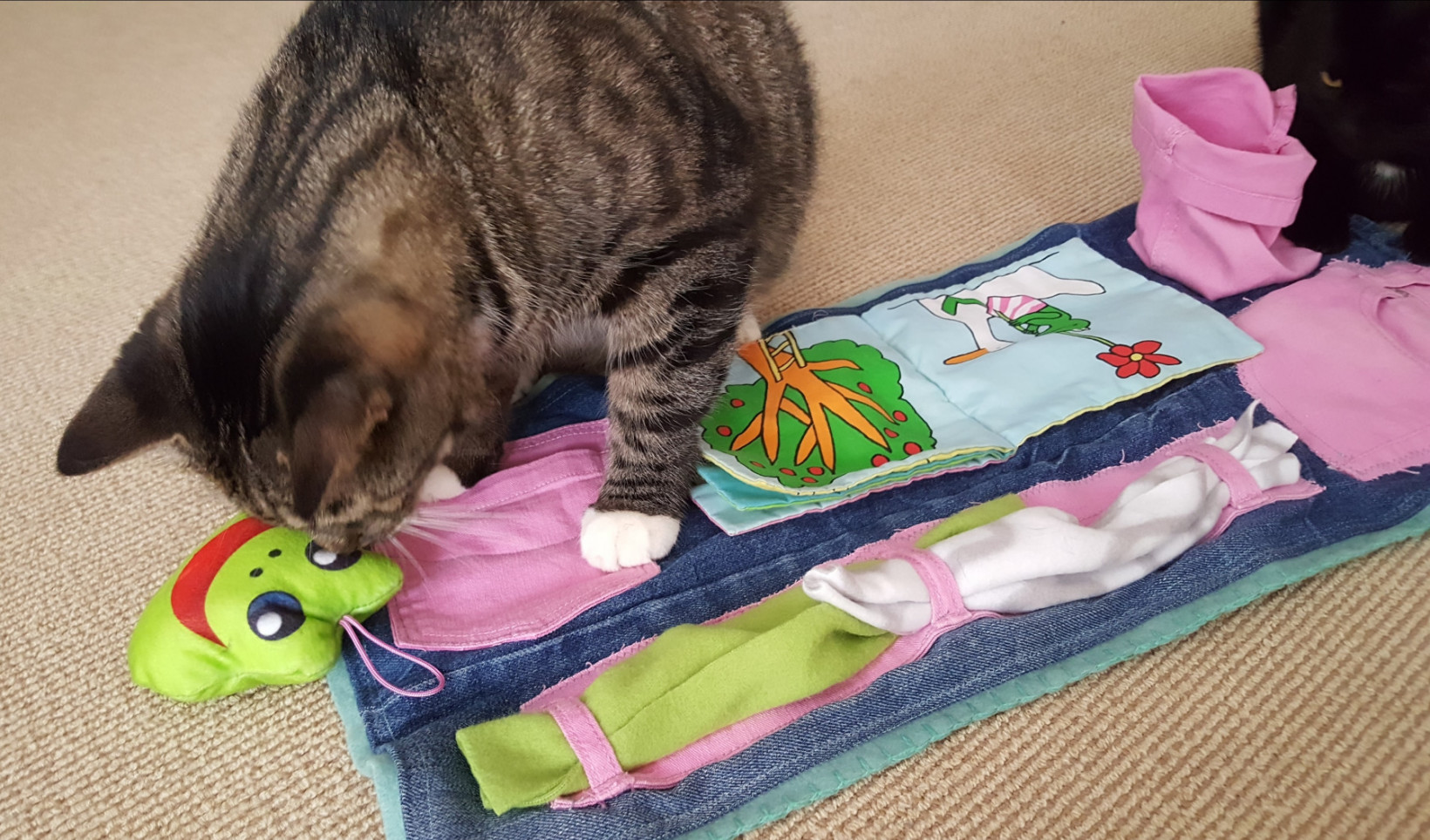 Snuffelkleed voor katten Hersenwerk