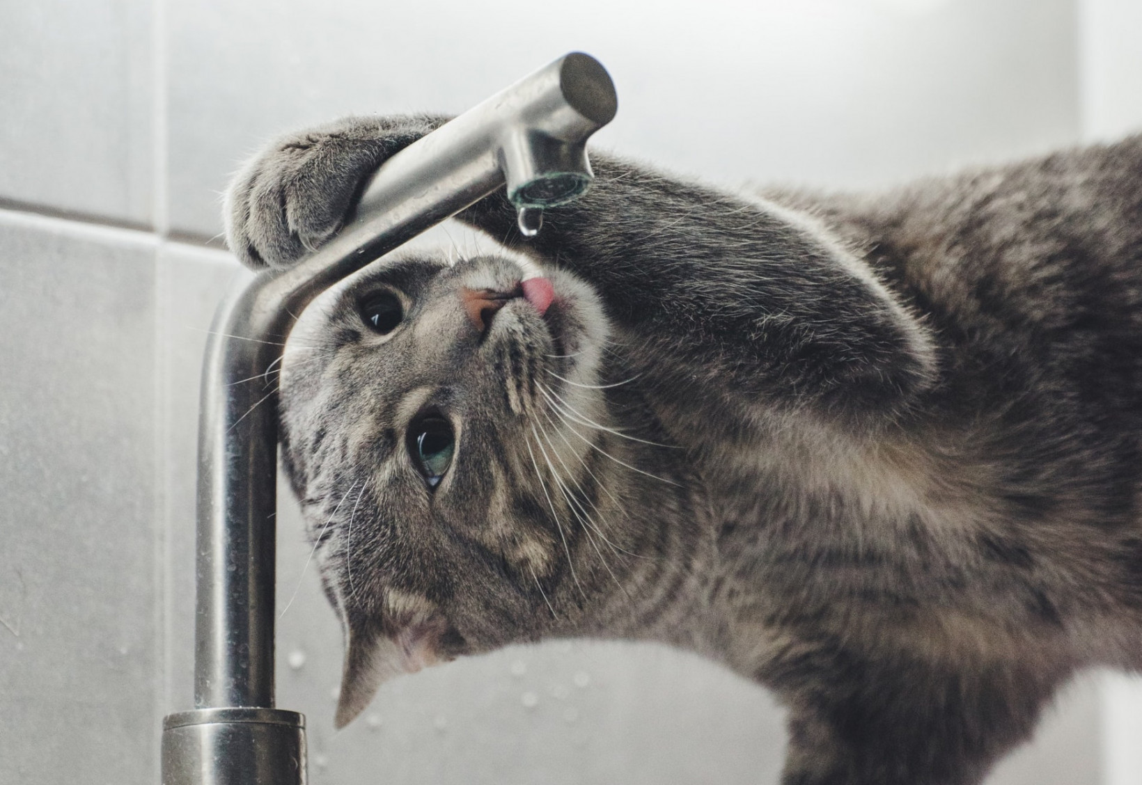 Kat kraan drinken