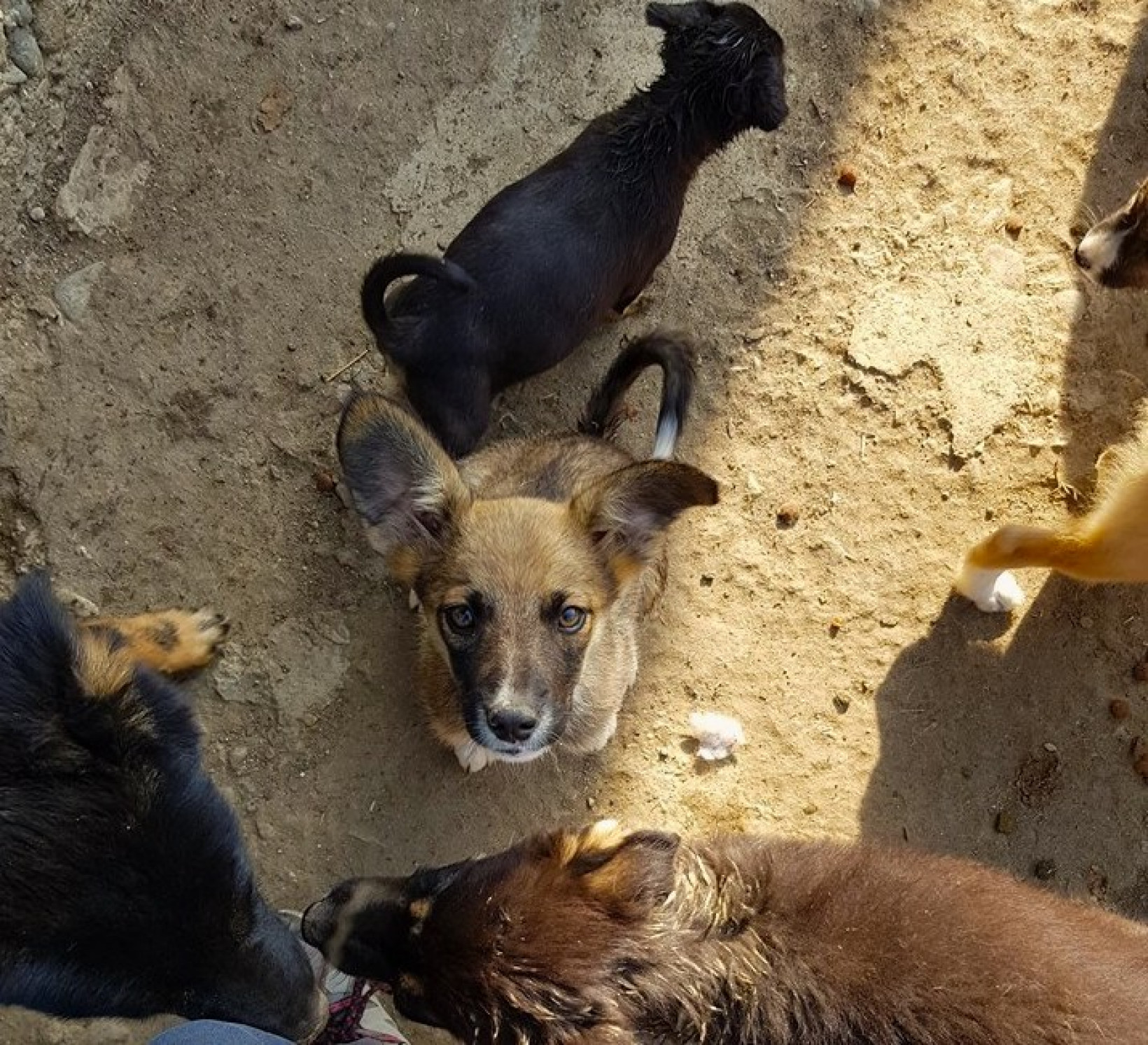 Adoptie buitenlandse hond