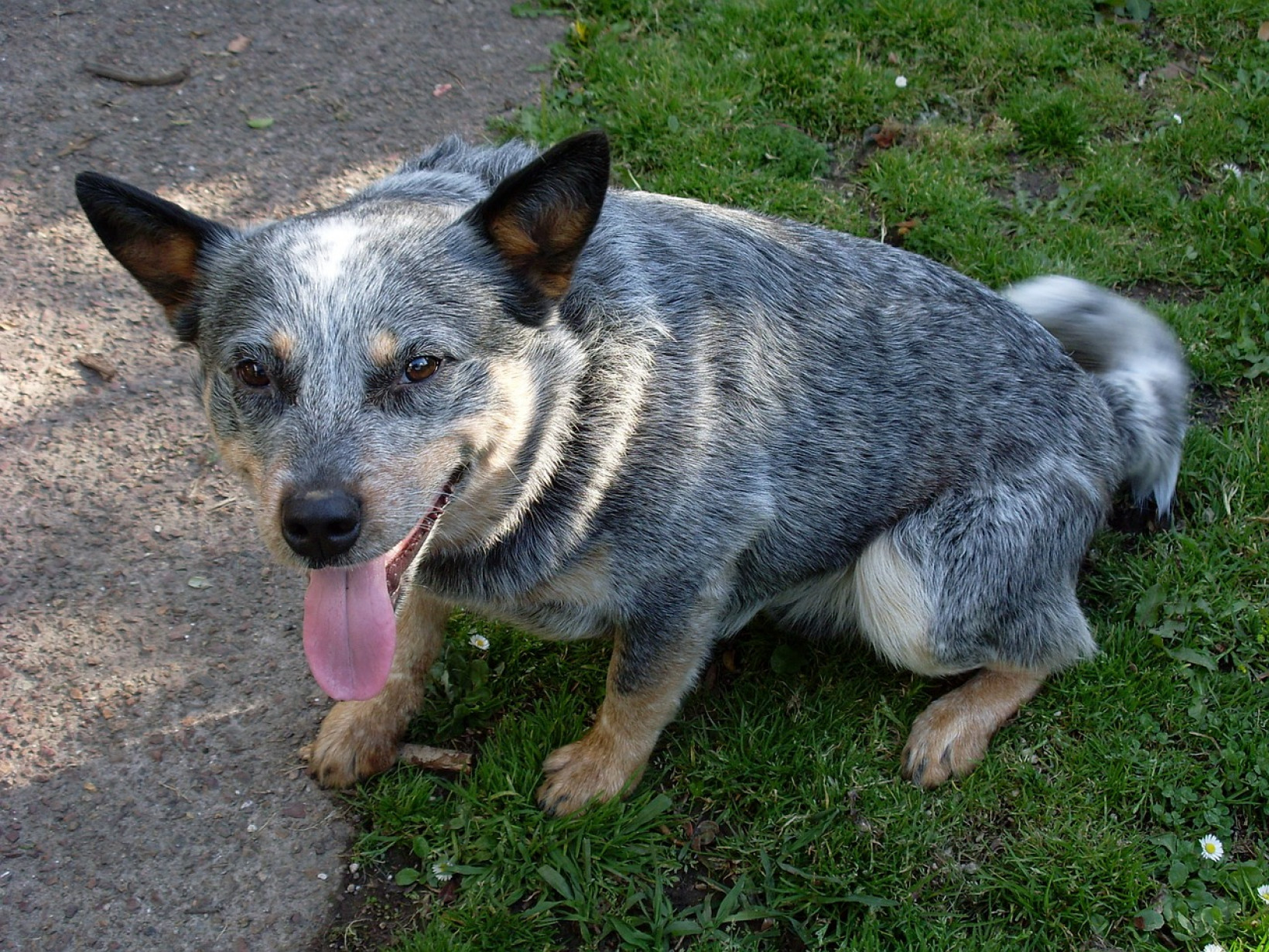 Hond hijgen en benauwd