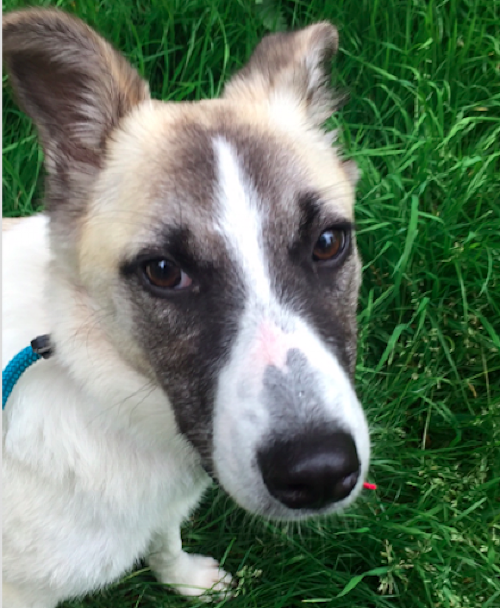 Adoptiehond Ulrike Meder