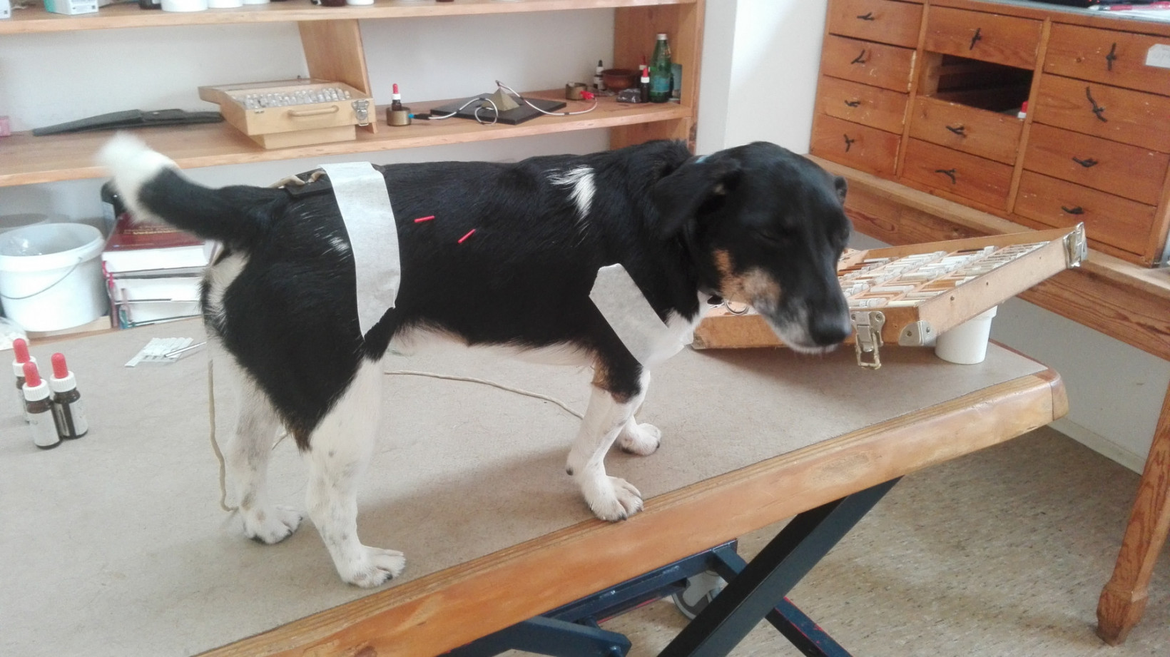 Hond zorro heeft jeuk
