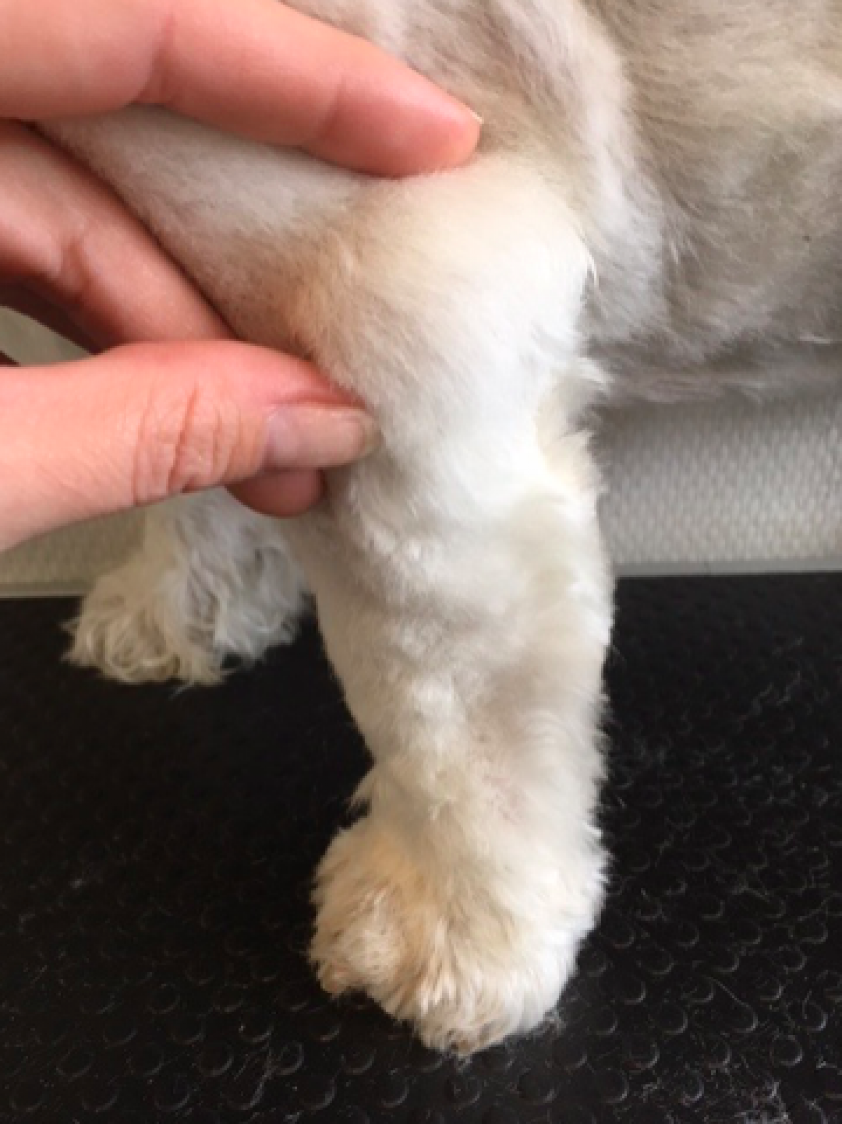 Extra aandacht oudere hond