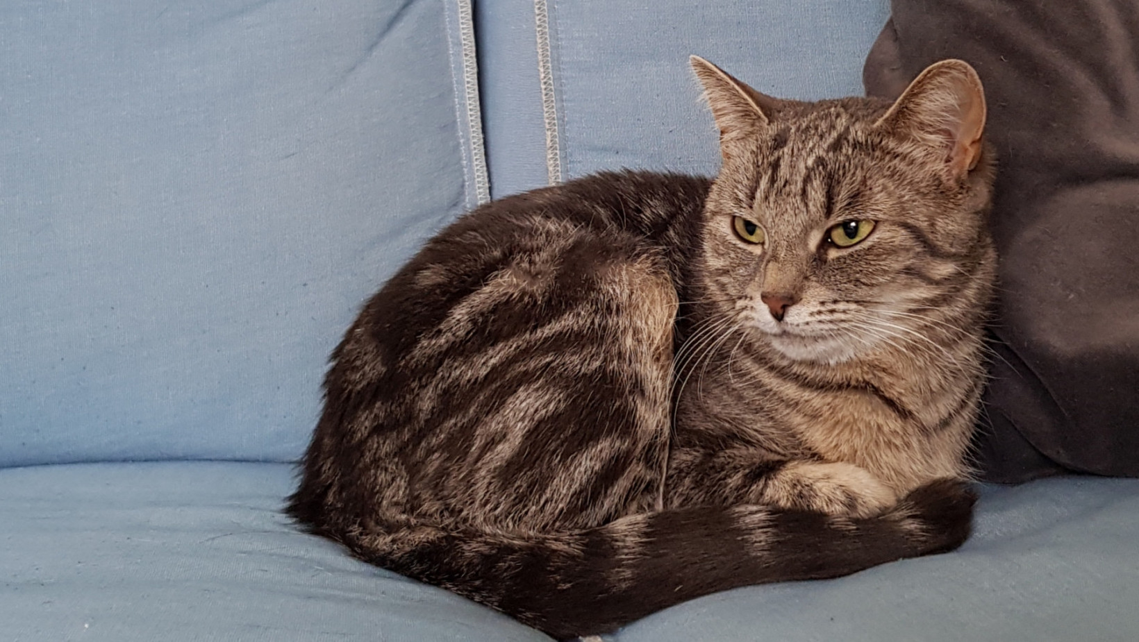 Hersenwerk met je kat