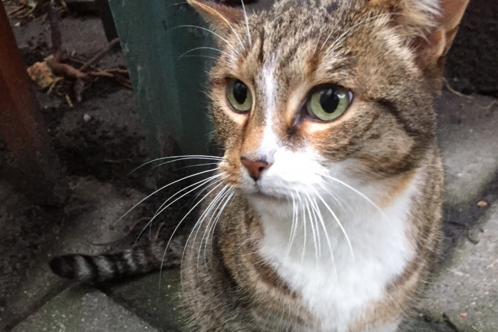 Kat tommy op verhuisdieren