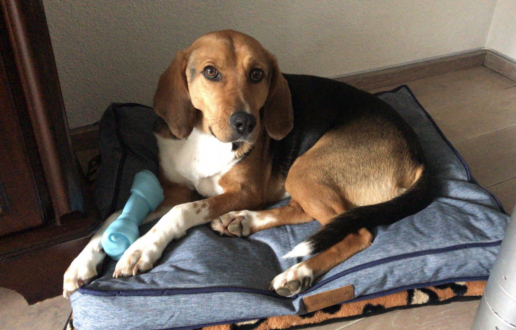 Hond tommy ligt op zitzak