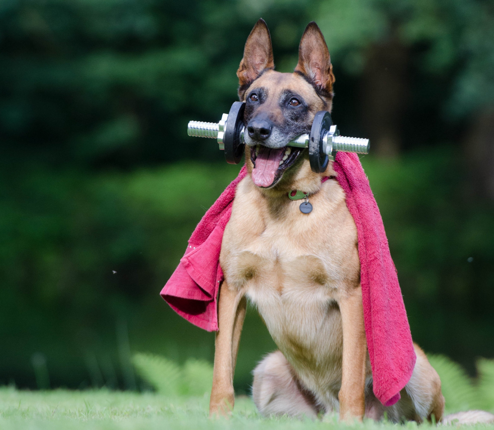 Hond in beweging tegen overgewicht