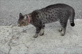 agressieve kat