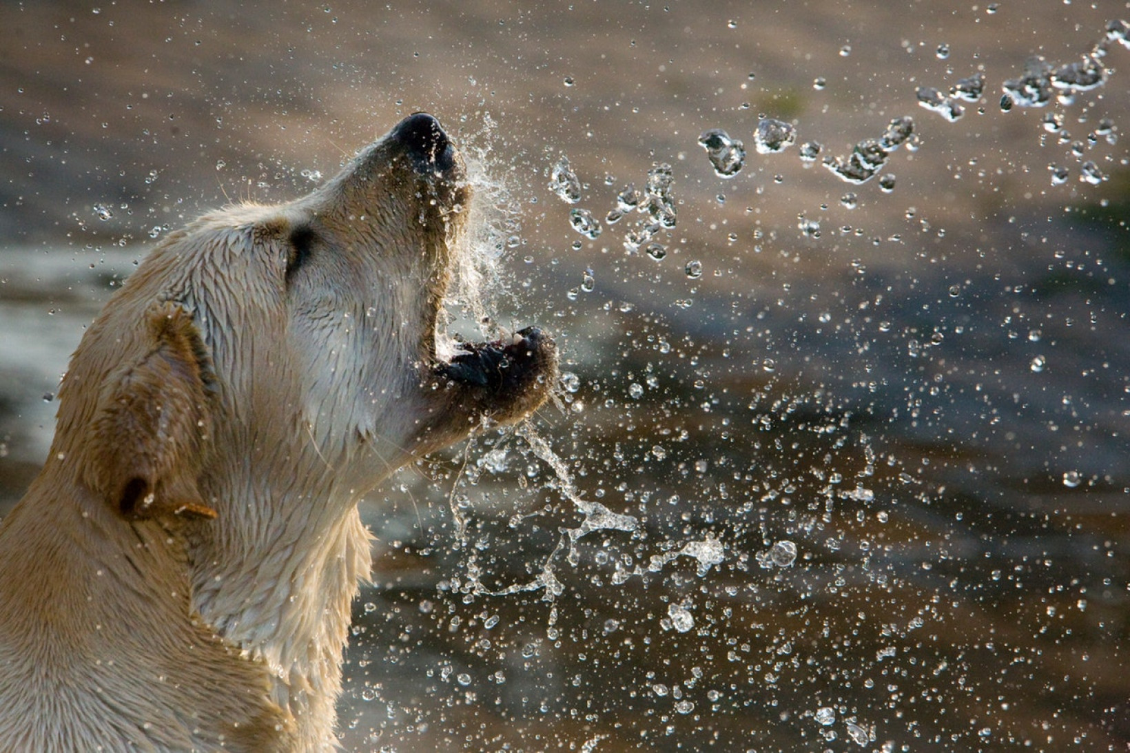 Hond stinken water