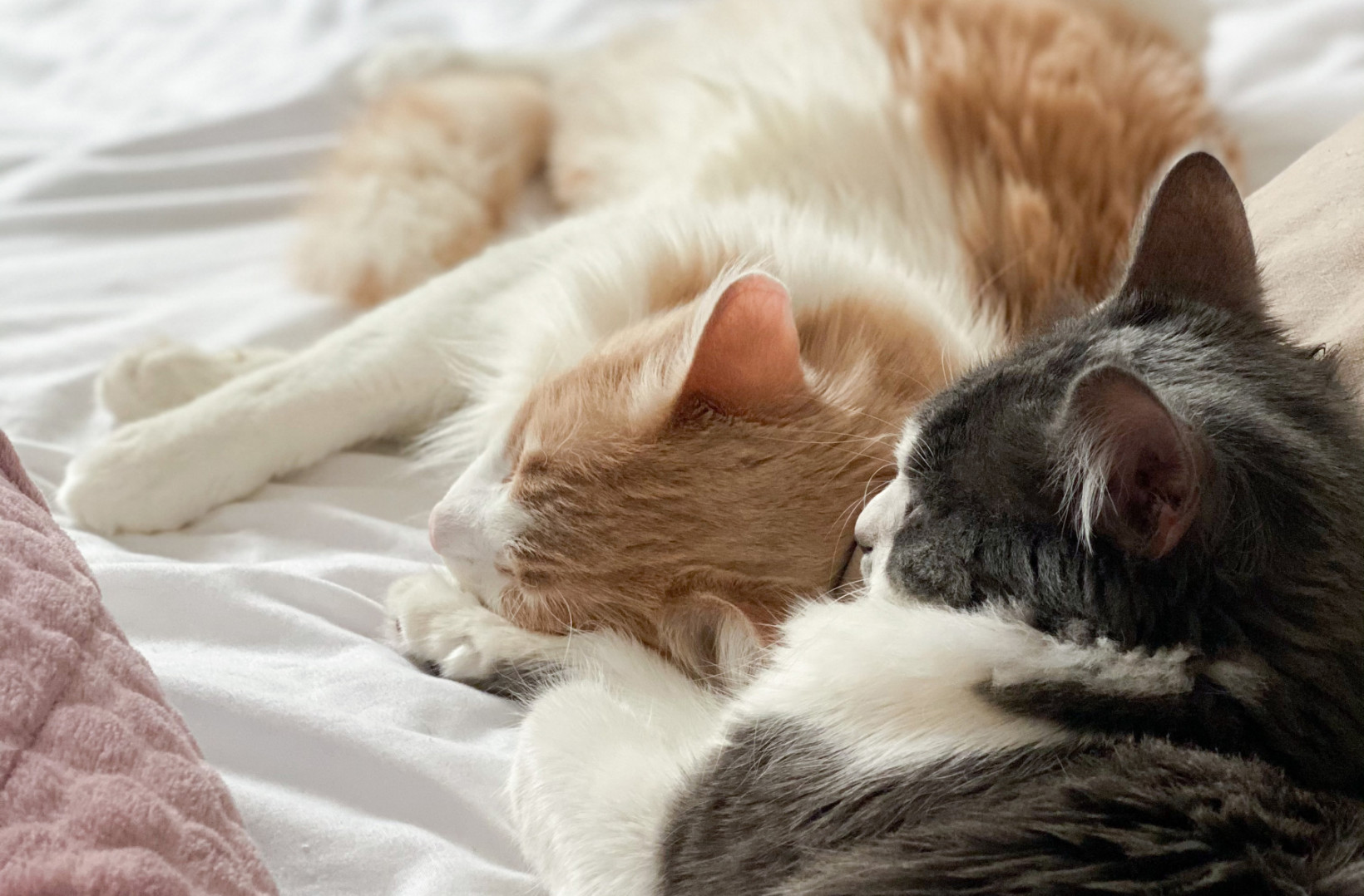 Katten Lynn en Ollie op bed naast elkaar
