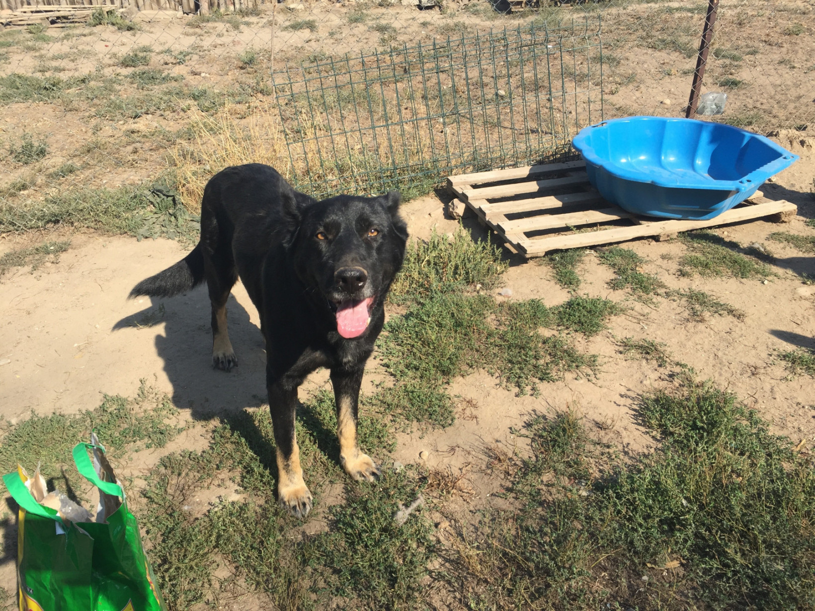 Hond ter adoptie verhuisdieren