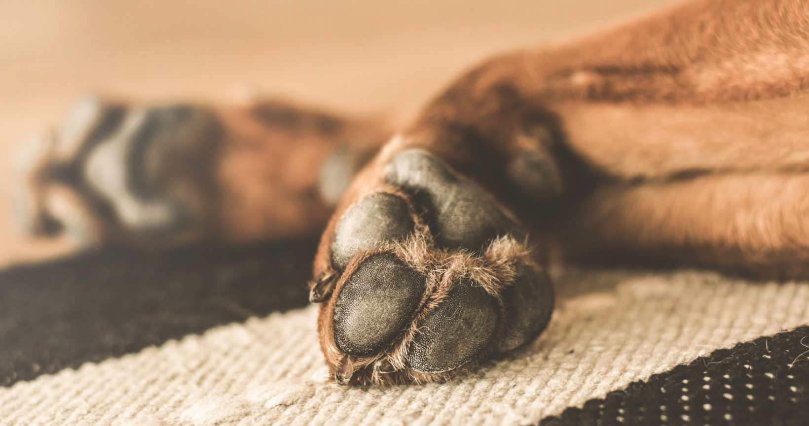 Slapende hond corona verhuisdieren