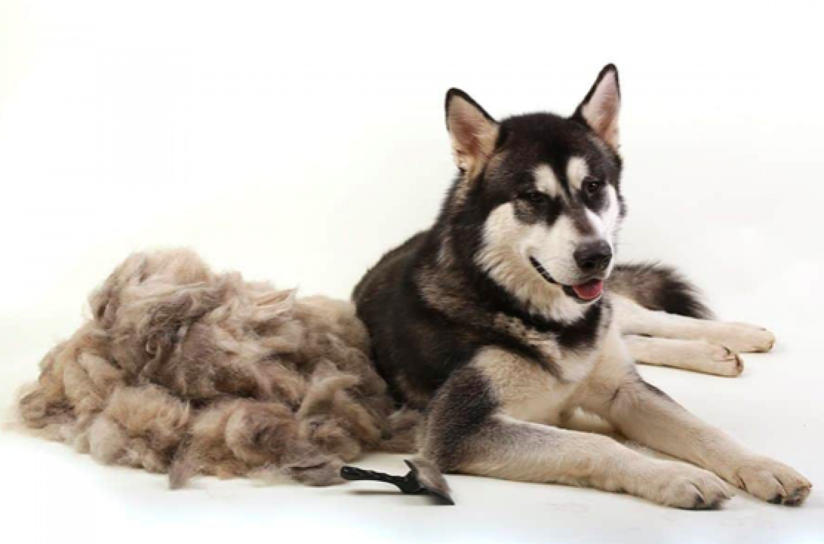 Hond in de rui