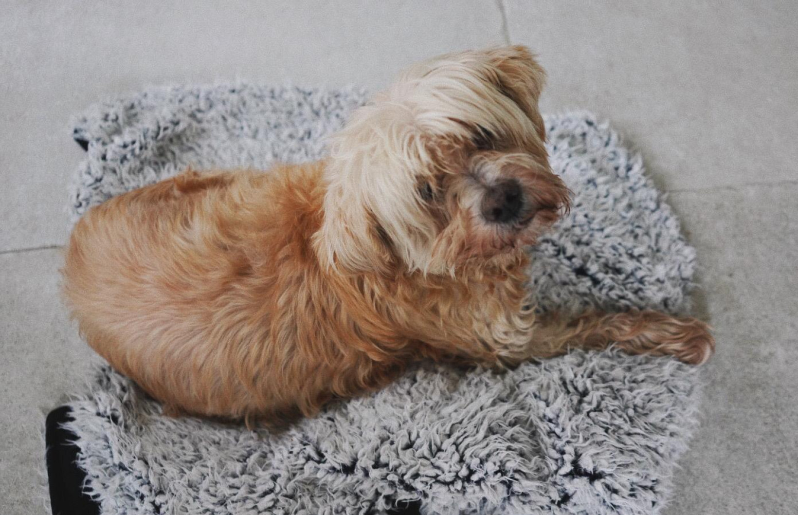 Hond Elmo van Juultje kijkt op vanuit zijn mand