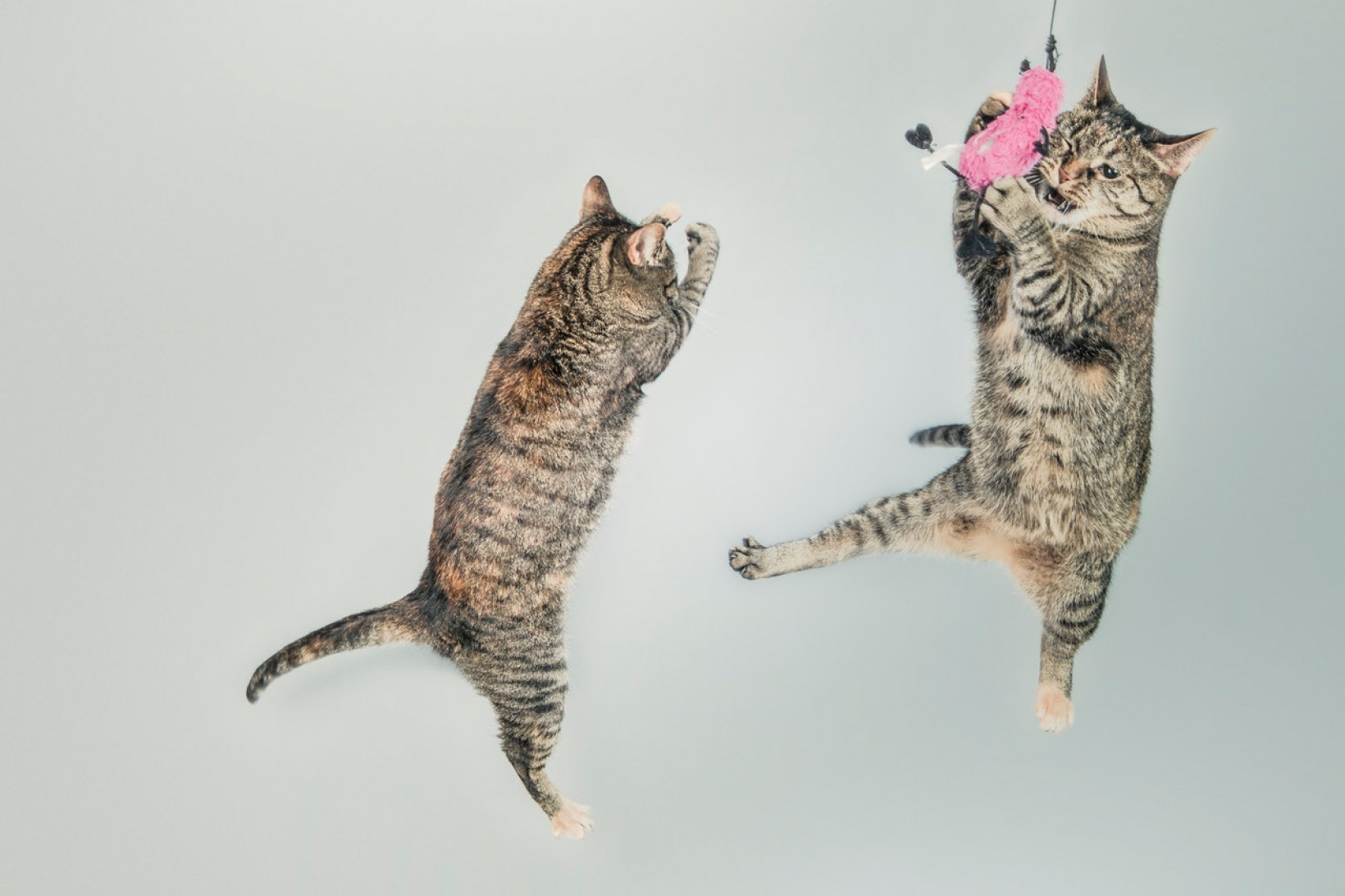 Katten in beweging tegen overgewicht