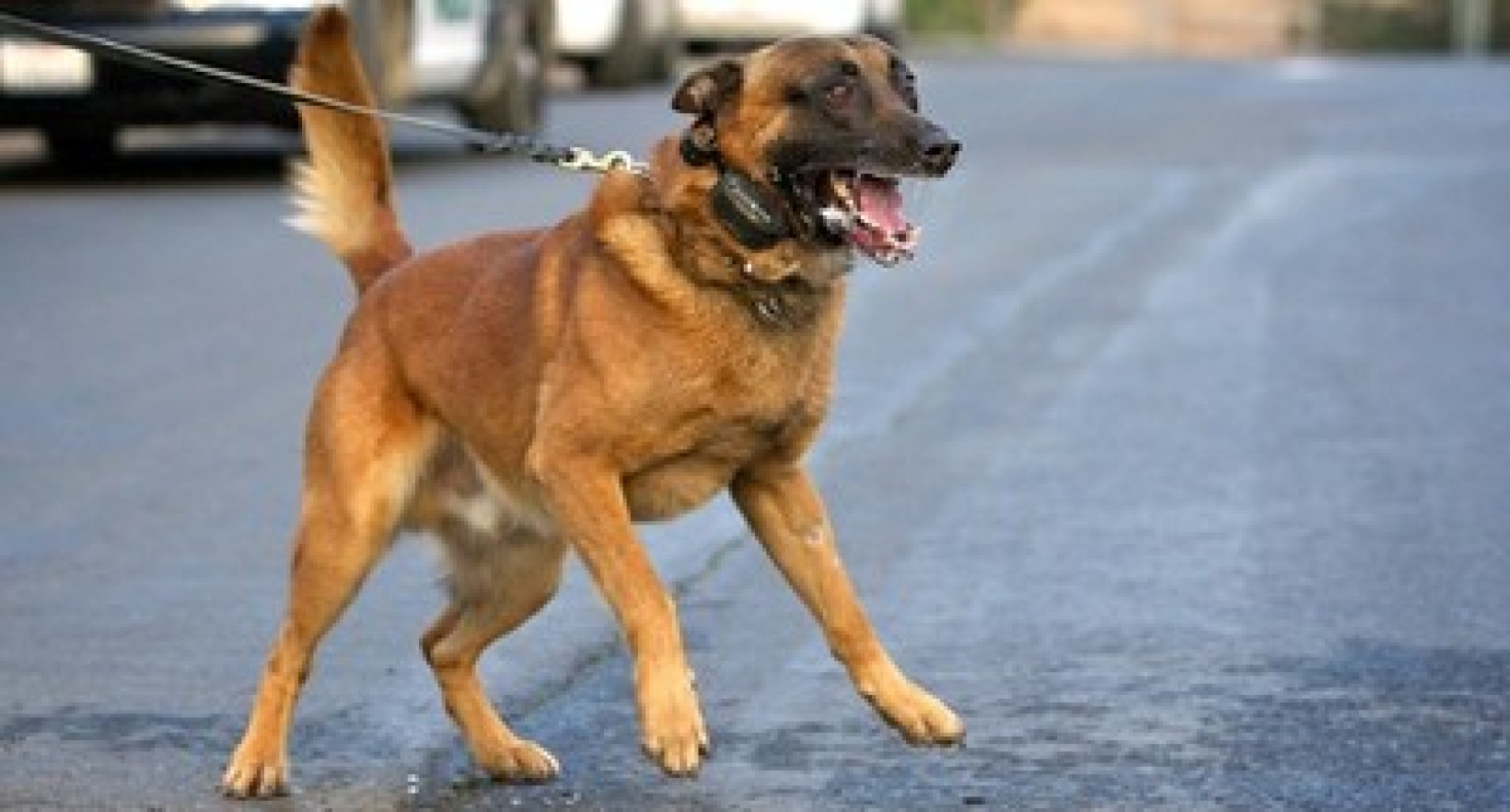 Hond valt uit aan de riem