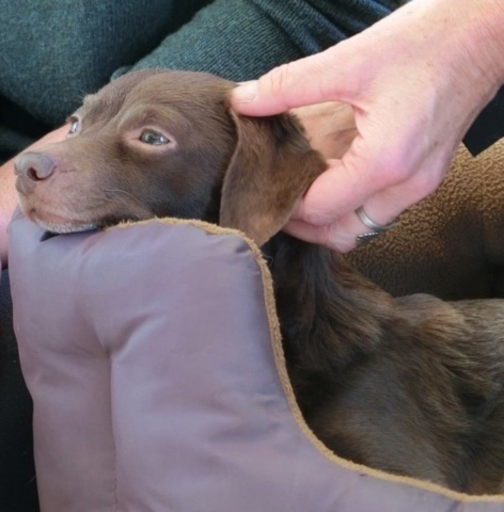 ttouch bij honden