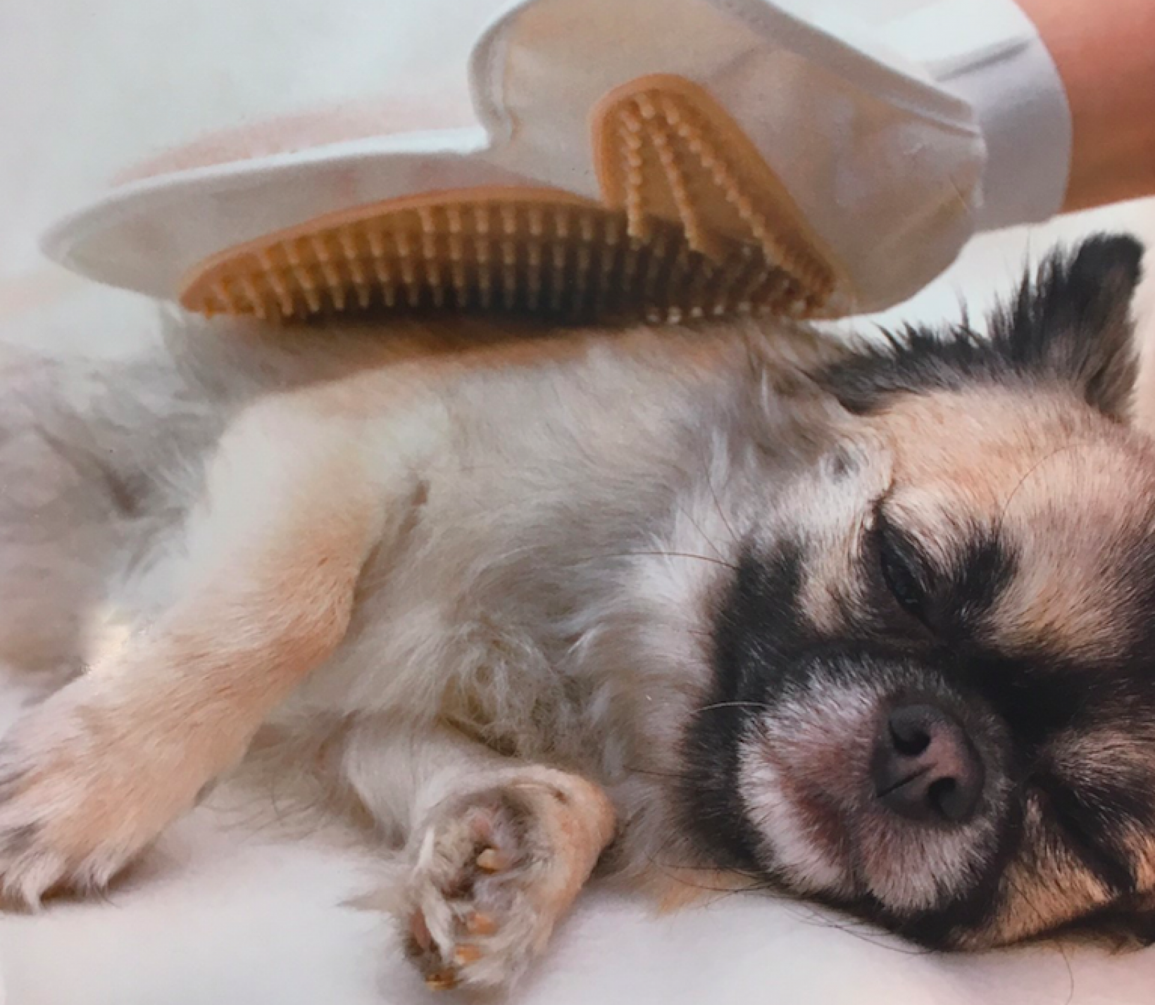 Vertrouwen winnen van de hond door massage