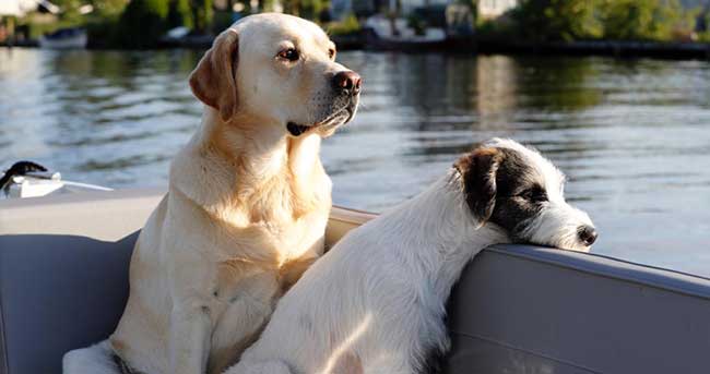 Honden Scoop en Ollie van Anouk en Edwin Smulders in de boot samen