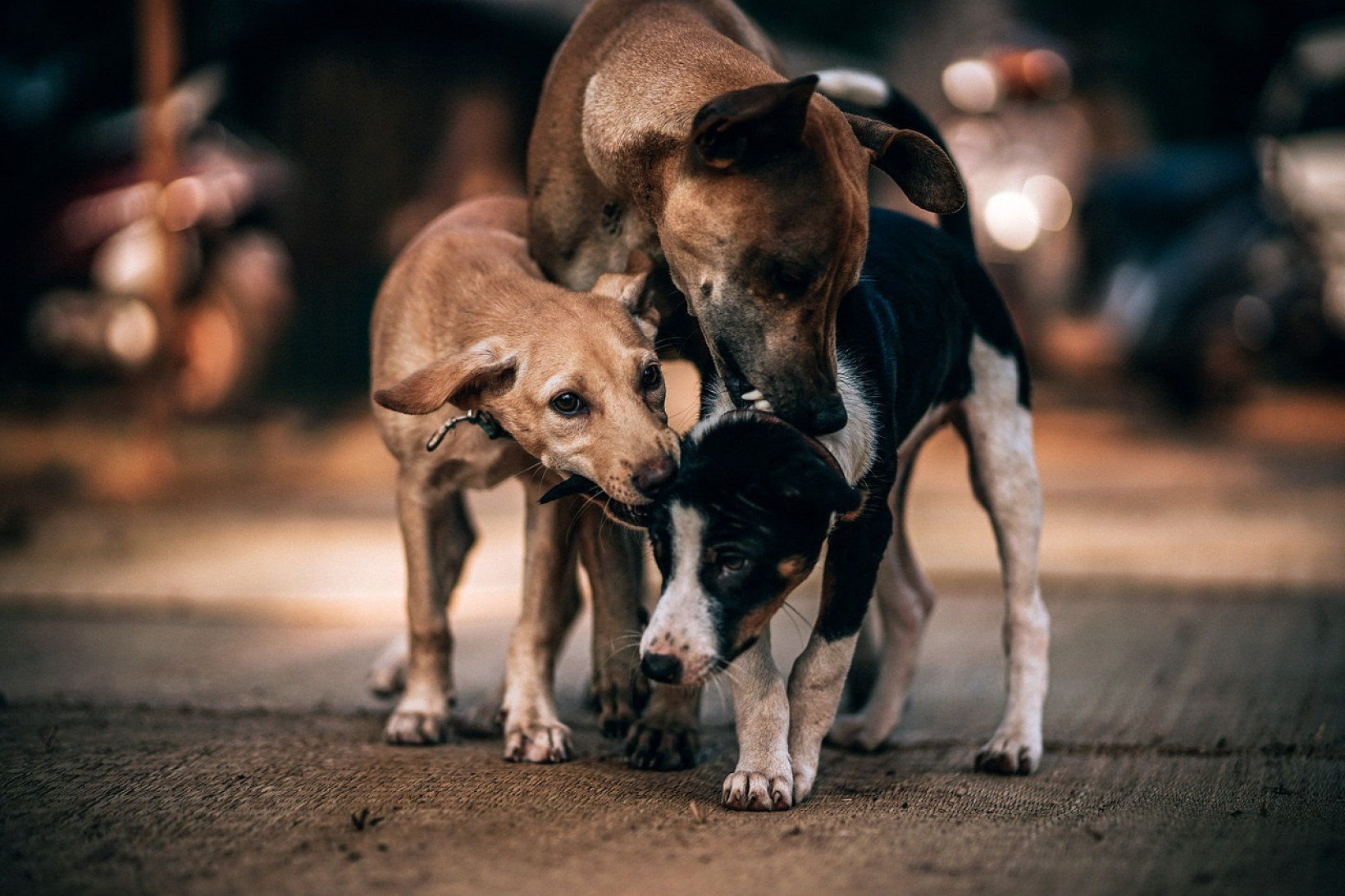 hond zindelijk maken