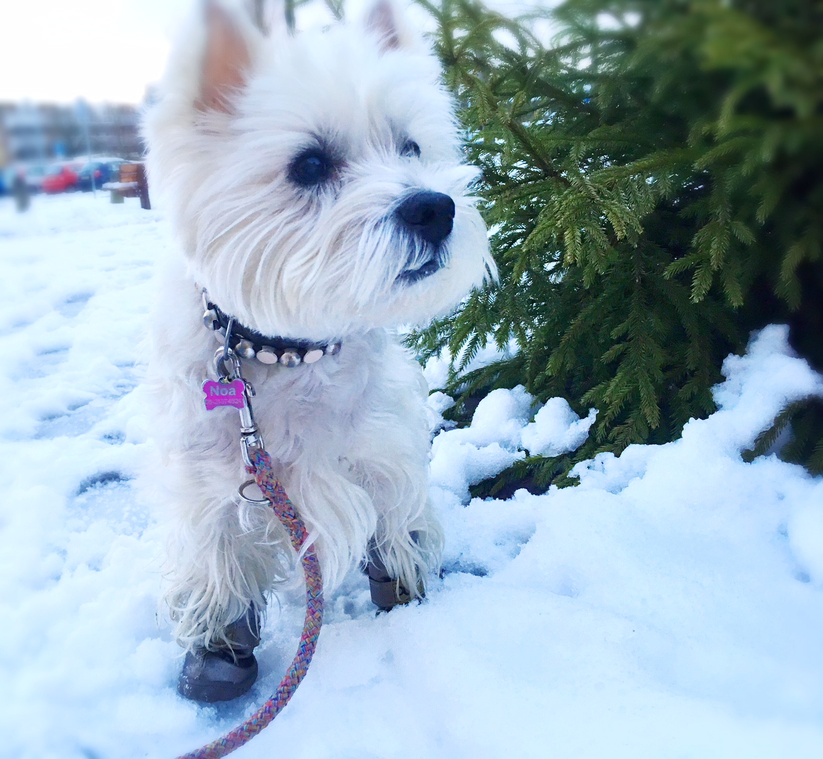Winterpootjes bij honden