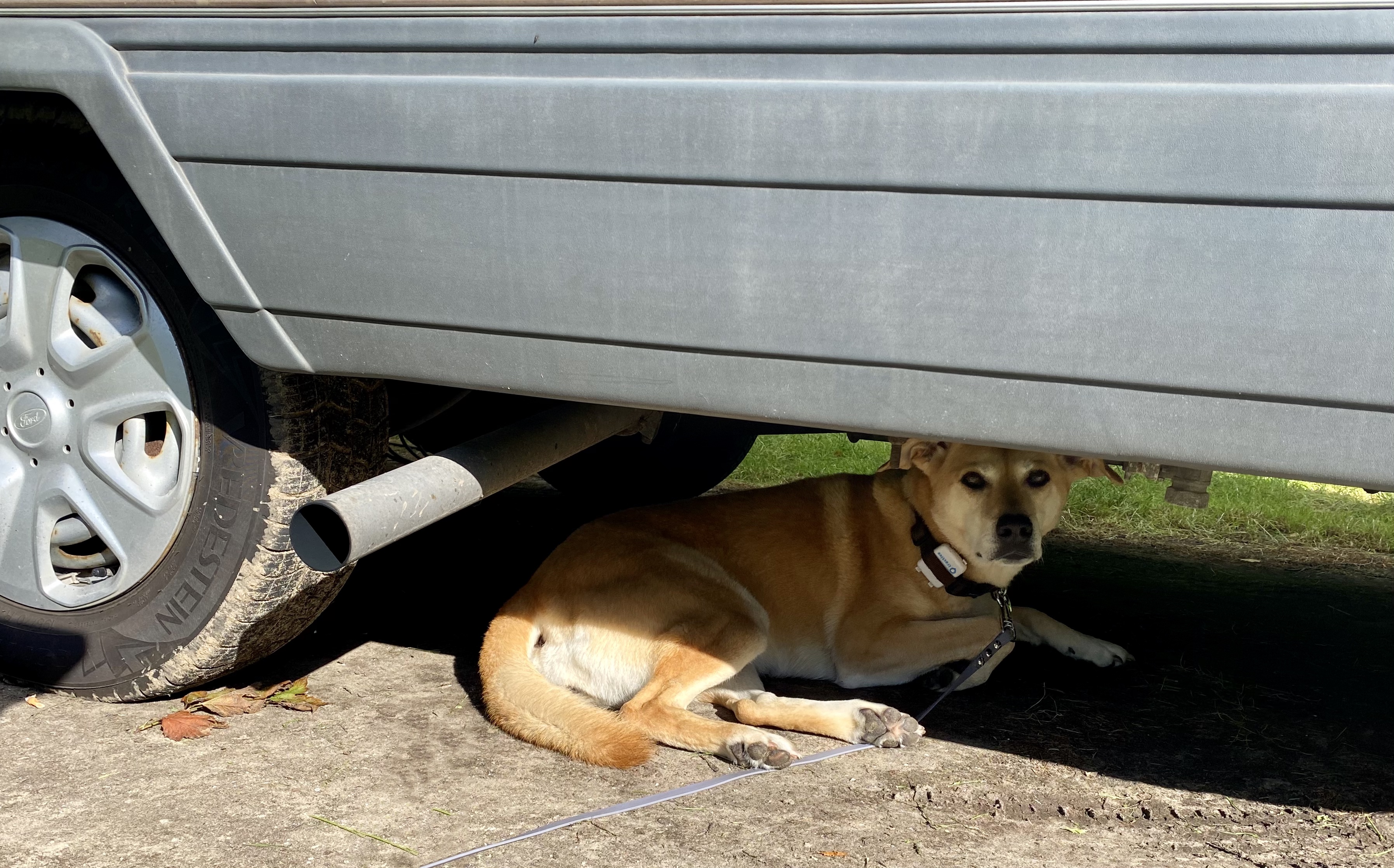 Hond mee met de camper