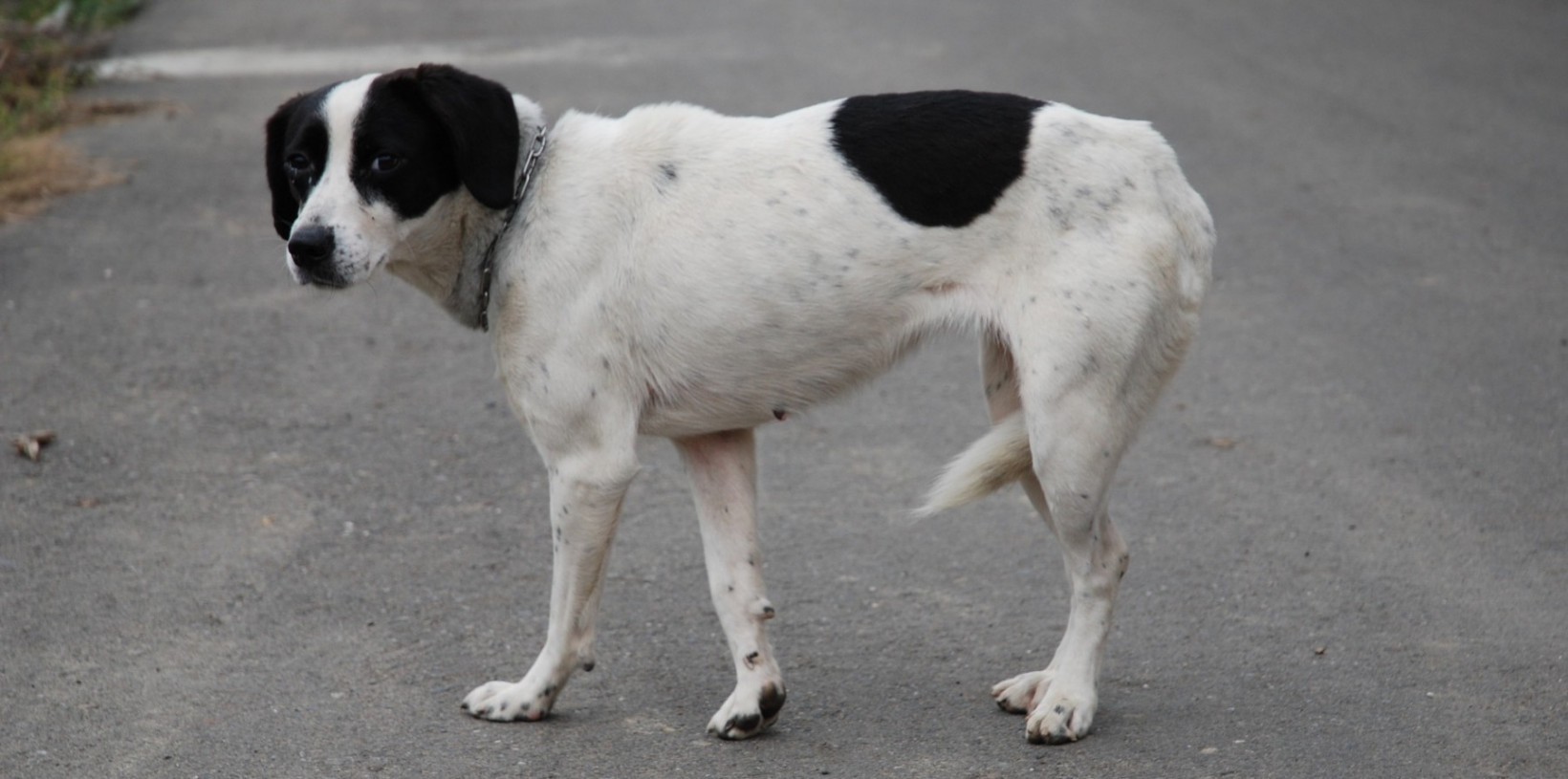 Hond buitenland staart tussen benen