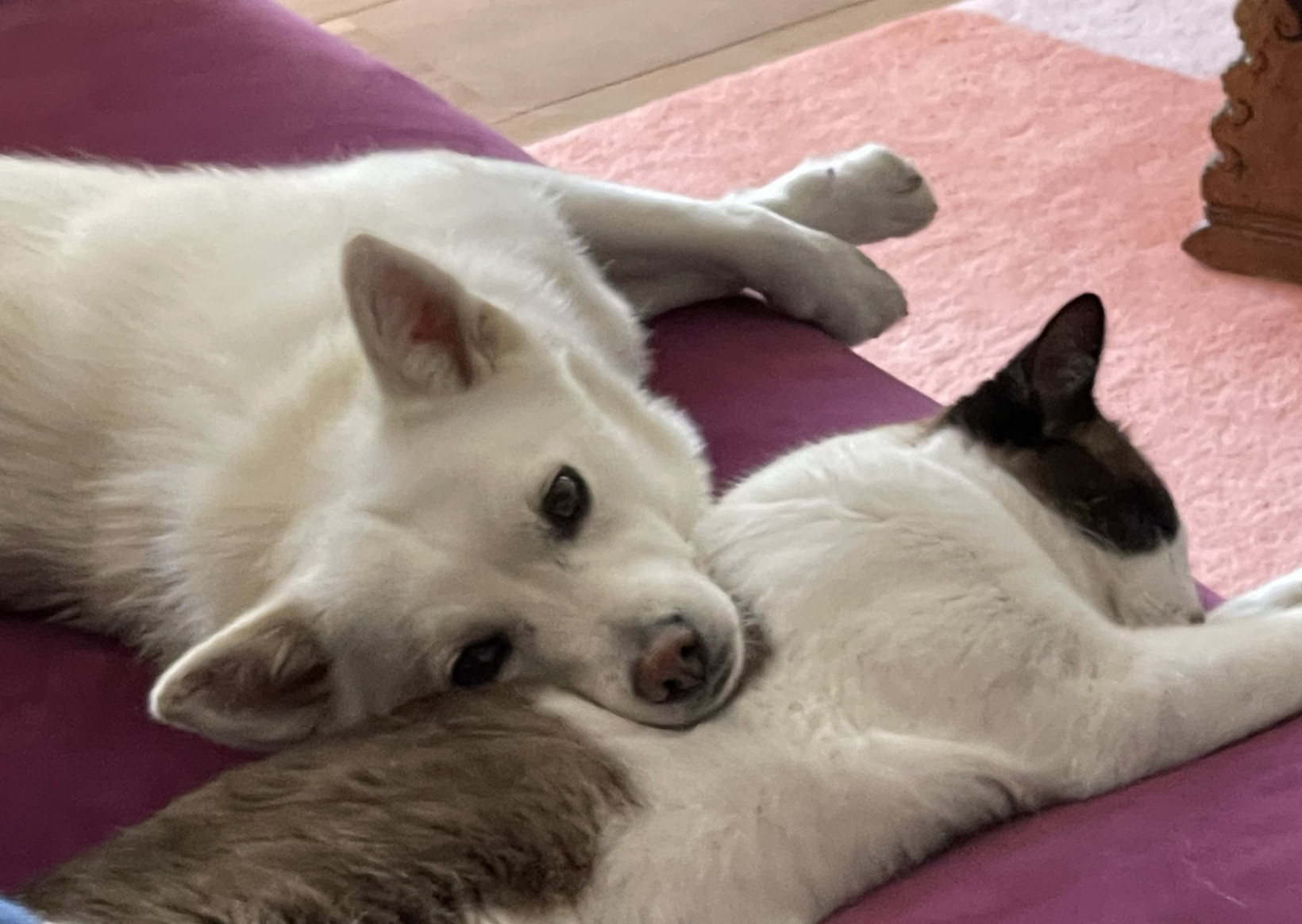 Kat Droeloe en hond Kuma van Lizzy liggen samen tregen elkaar te slapen 