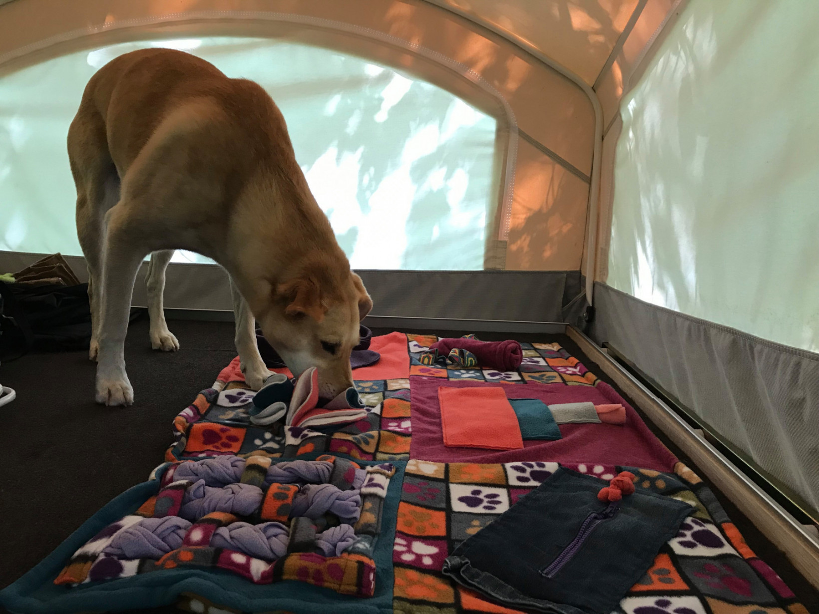 Vakantie hersenwerk hond