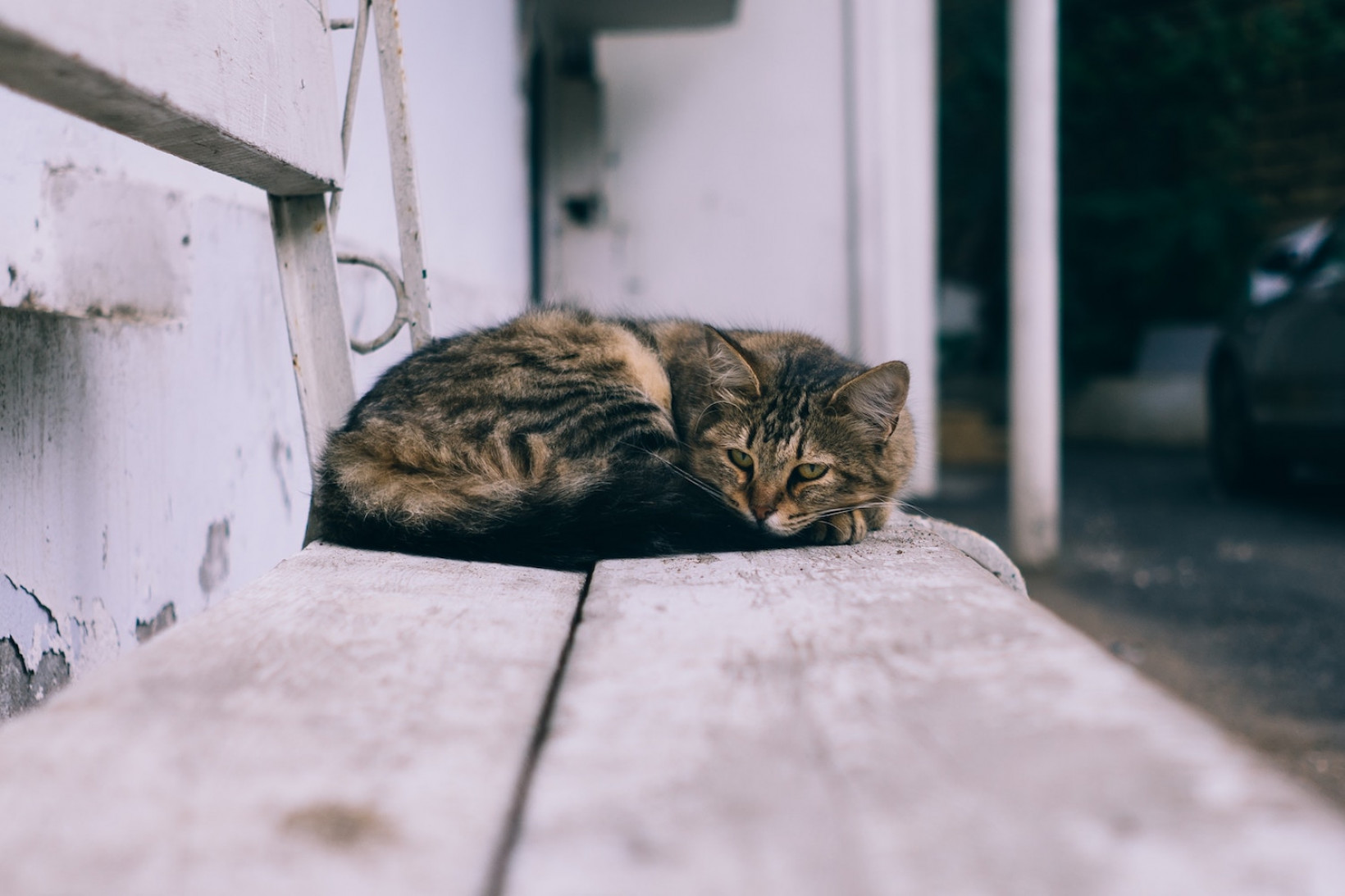 Dakloze kat